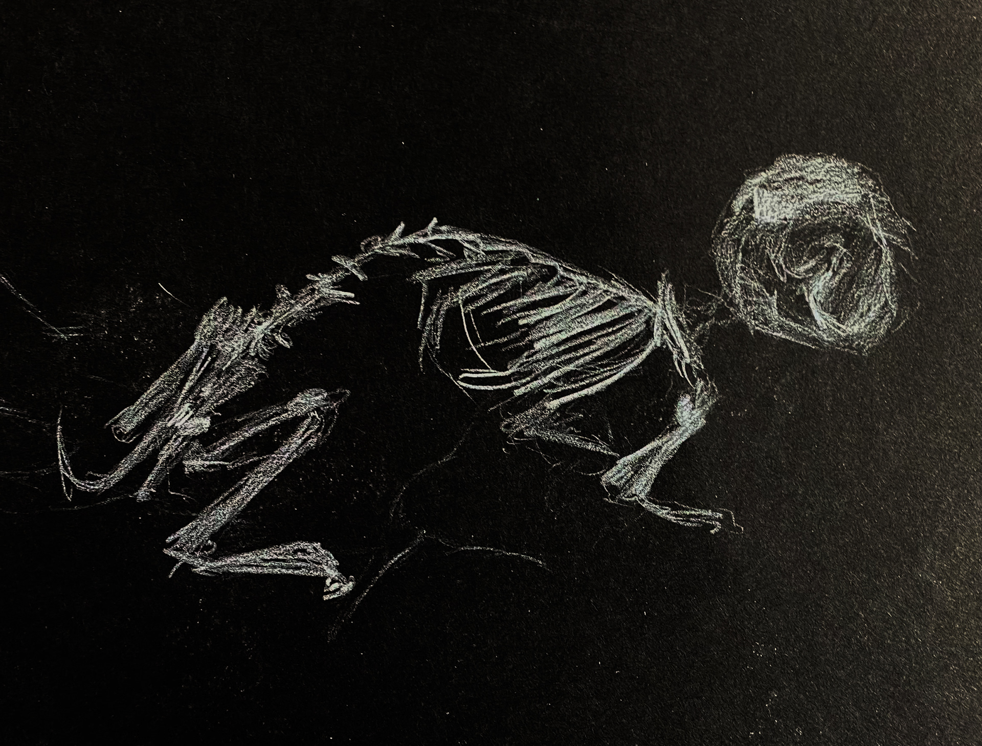 Juin 2022 / Animals Skeleton Negative