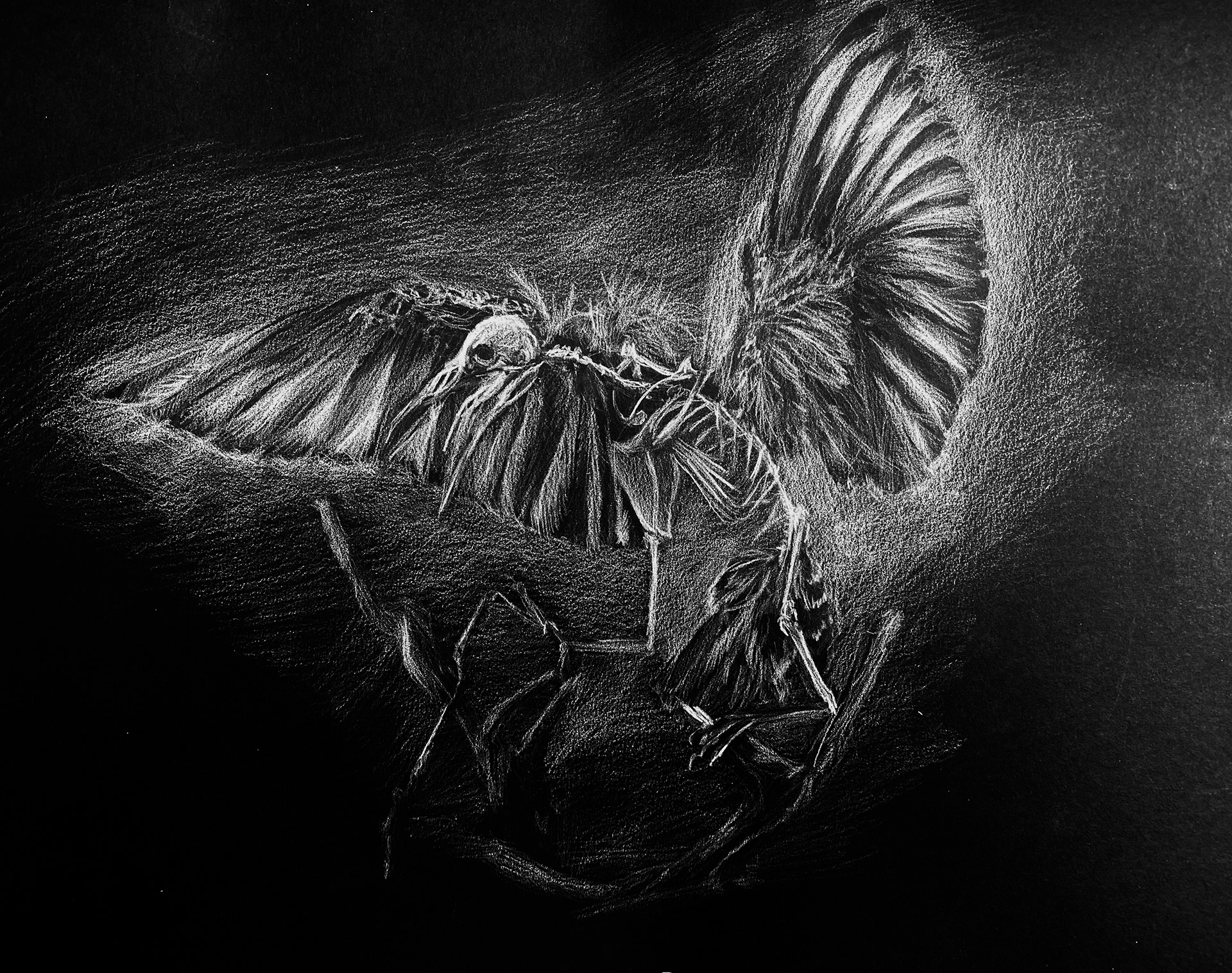 Juin 2022 / Animals Skeleton Negative