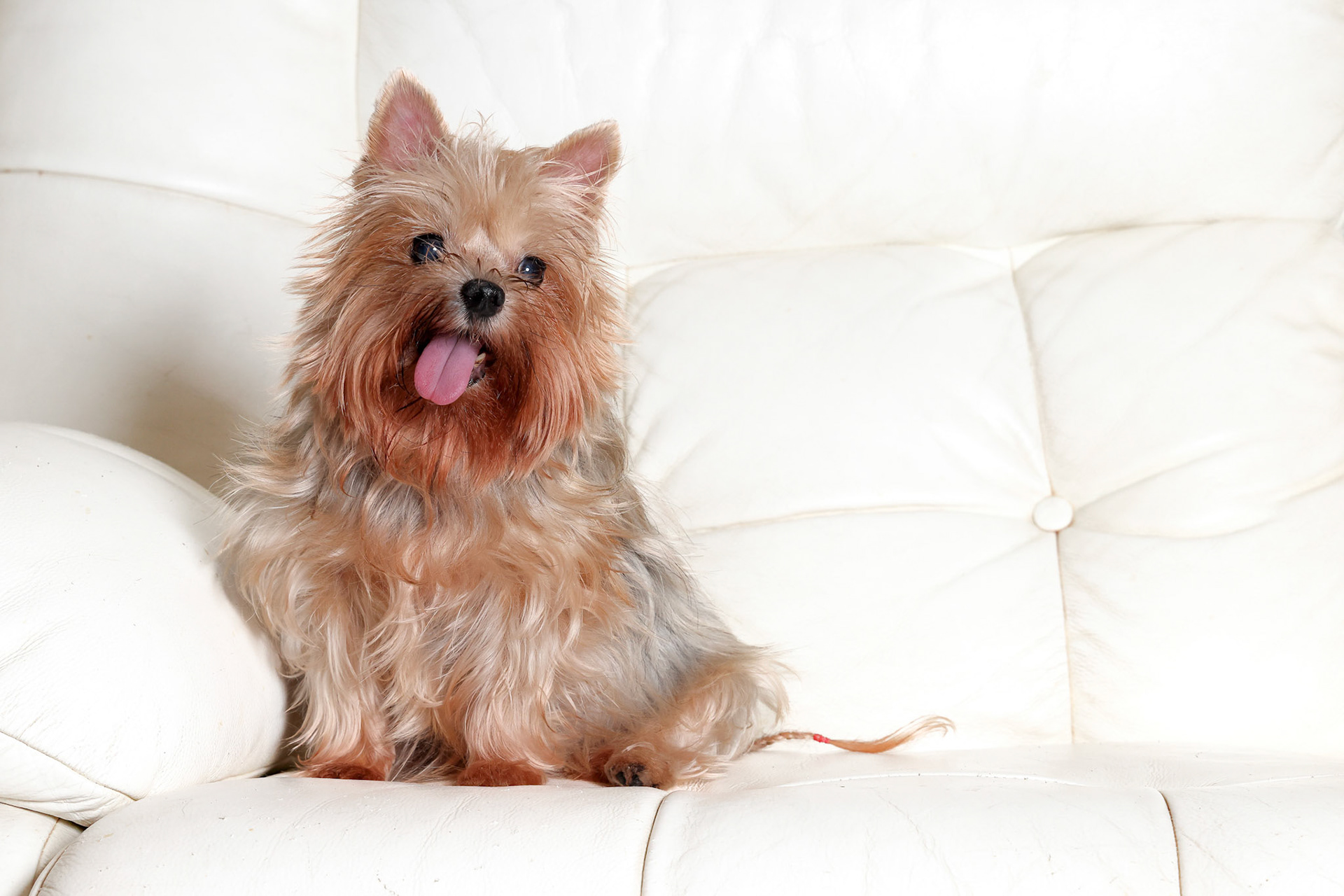 Smally furry hairy dog sitting on sofa happy look at camera