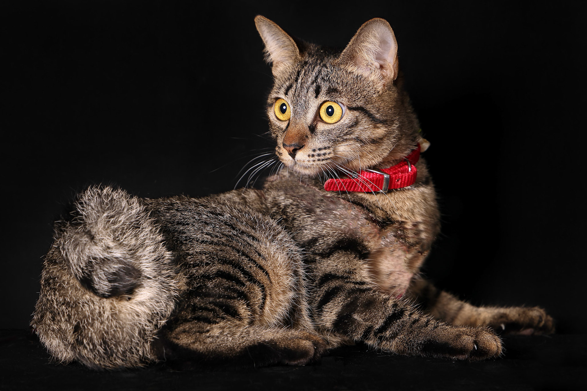 gray black stripe cat sit on black background