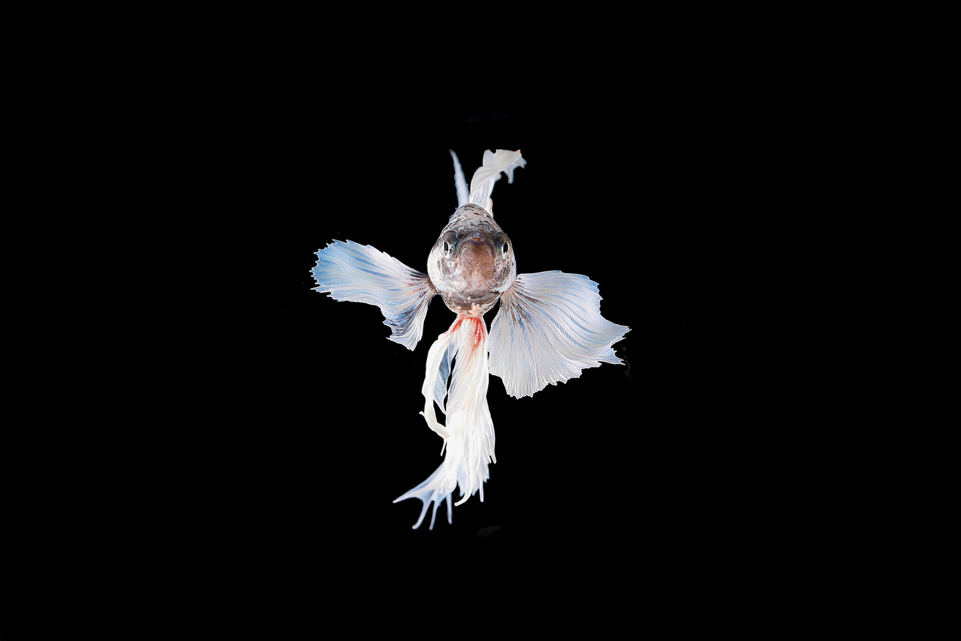 Colourful Beta fighter fish