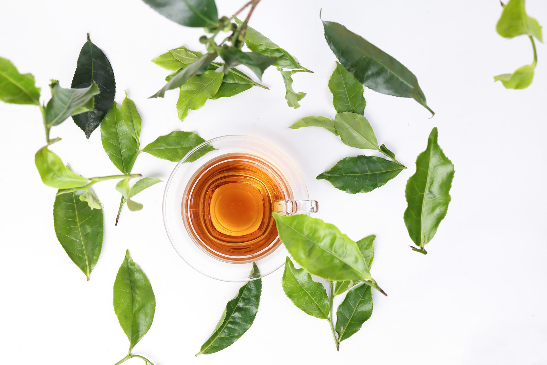different types of fresh raw green tea leaf flower bud dropping floating elevated over transparent glass teacup saucer liquid tea on white background top view