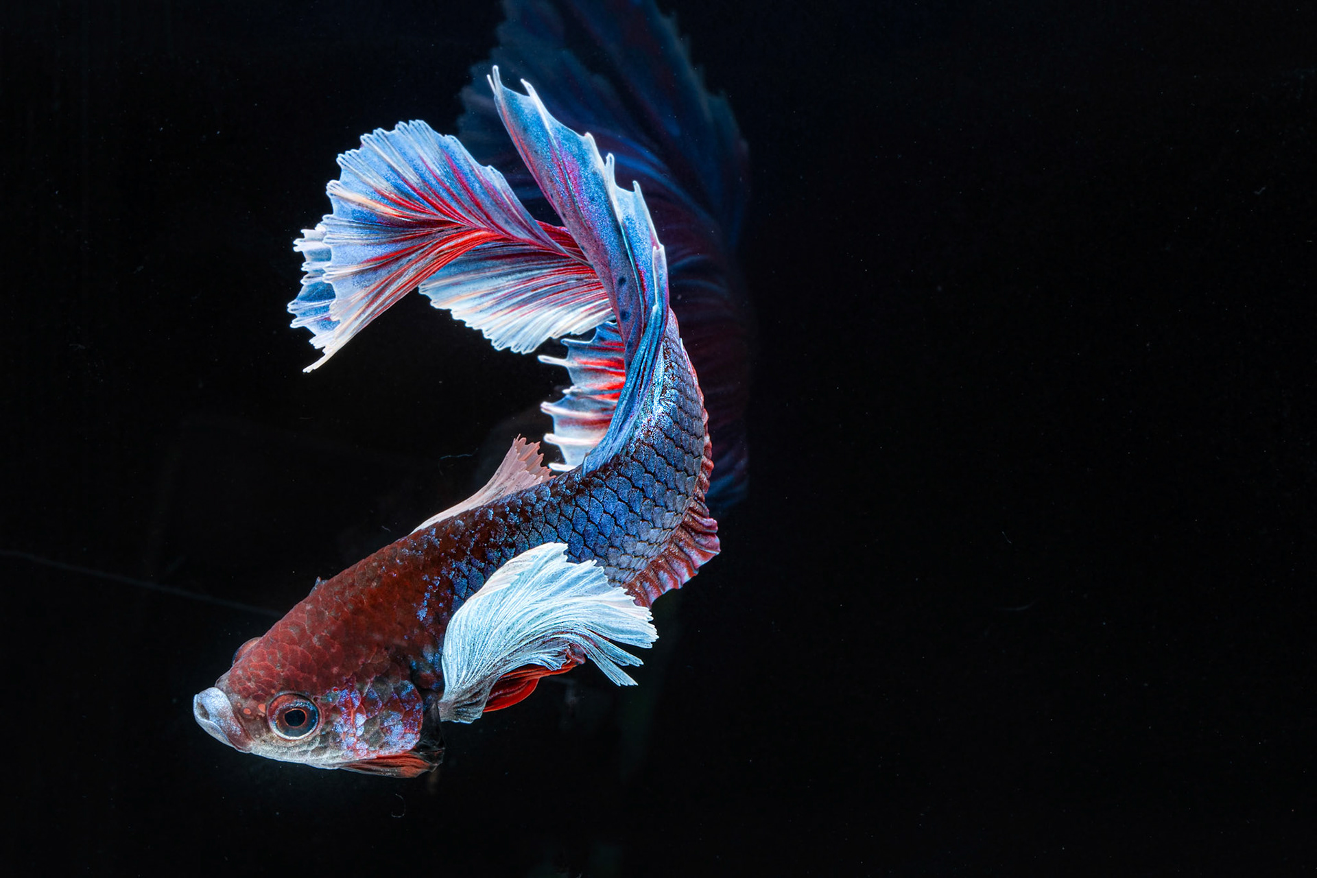 Siamese fighting colourful betta fish swimming graciously in water on black background