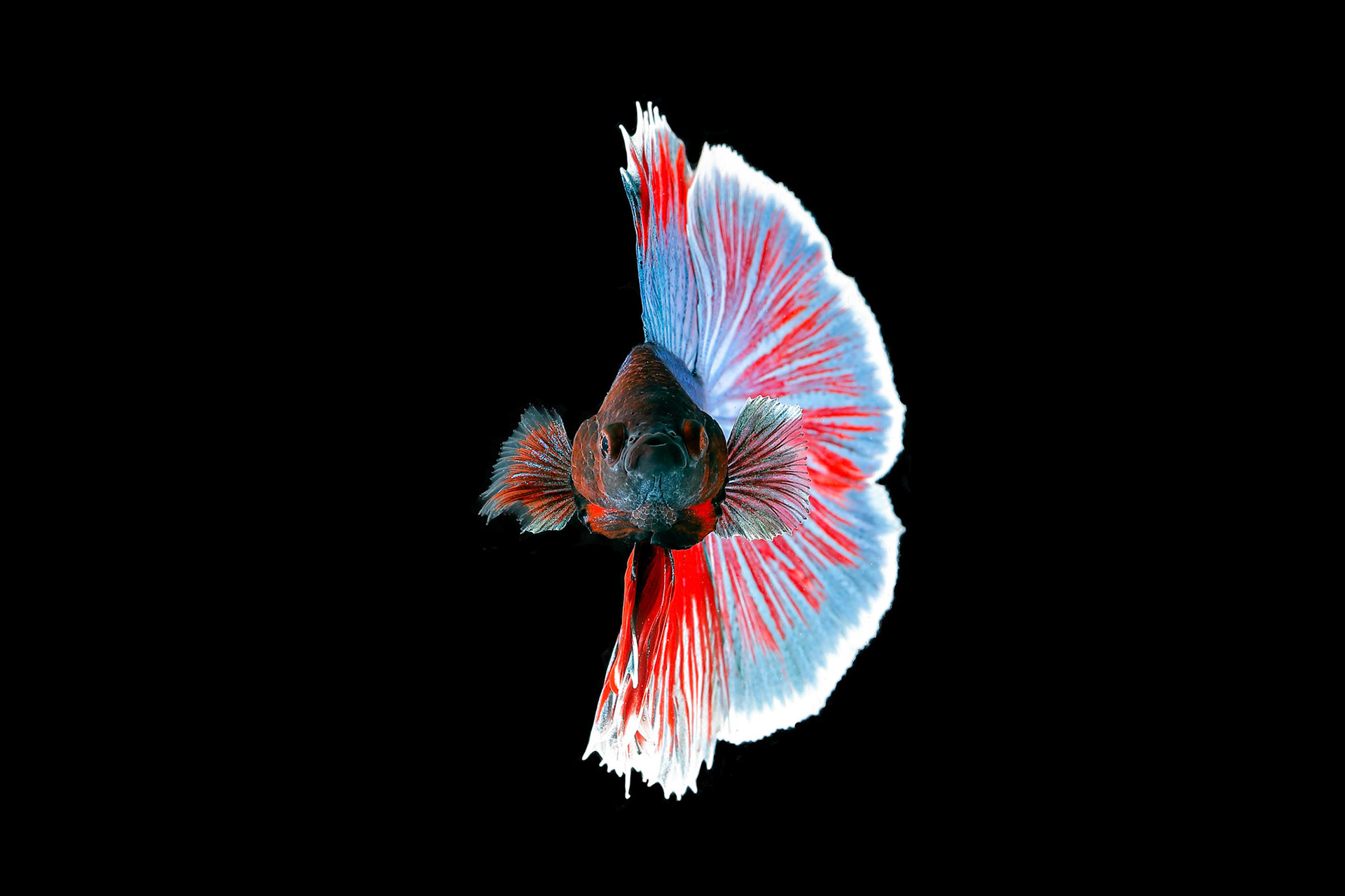 Colourful Beta fighter fish