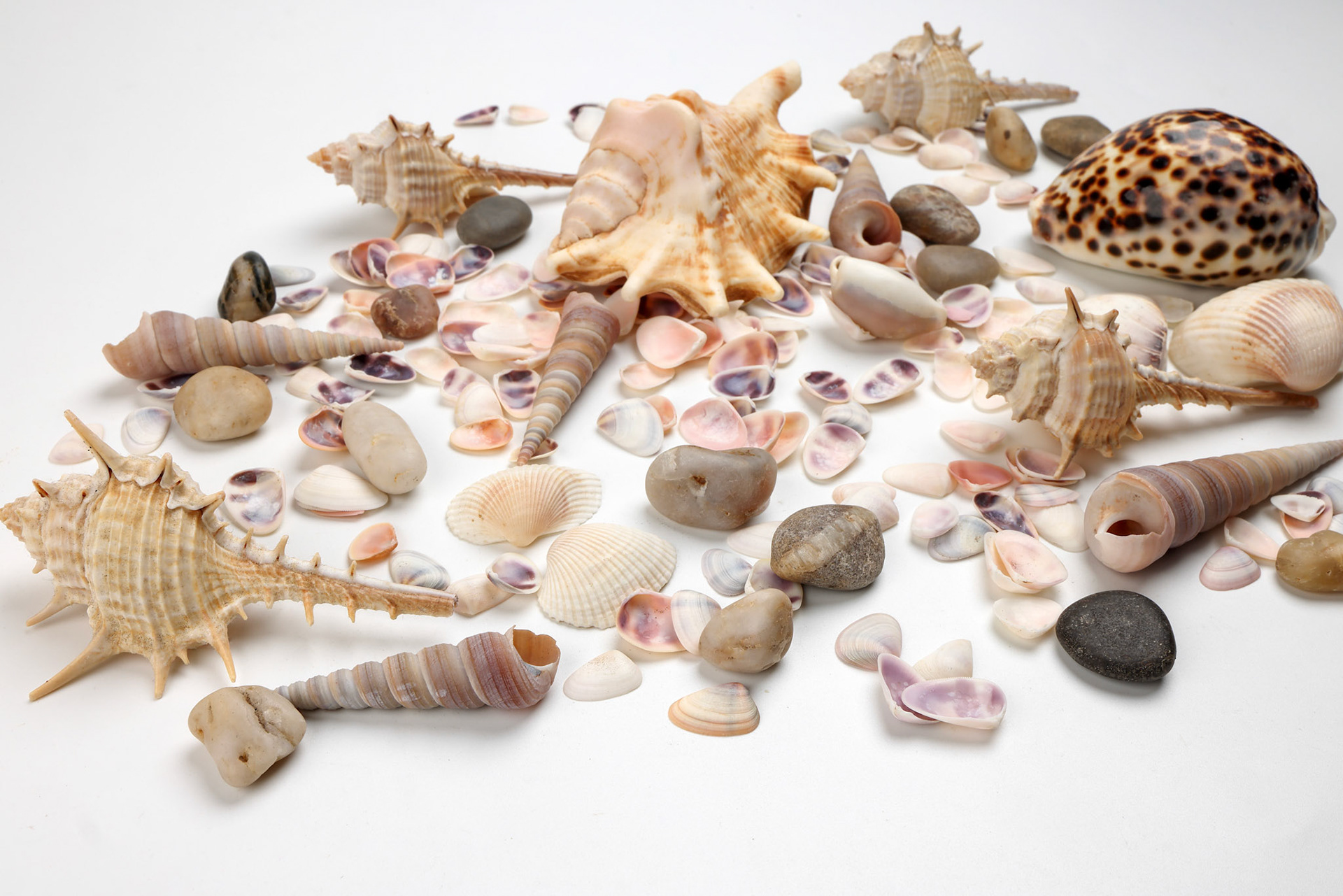 sea shell triton murex conchs bivalves tellins  scallops tulip star natica tun cowrie on white background copy text border frame