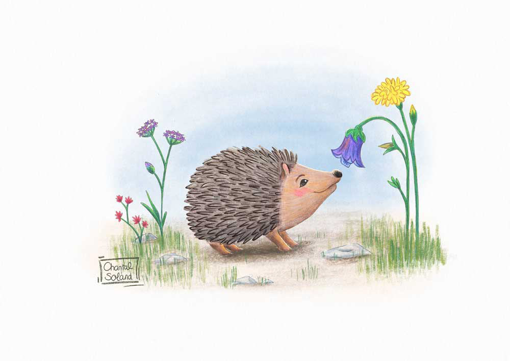 little hedgehog