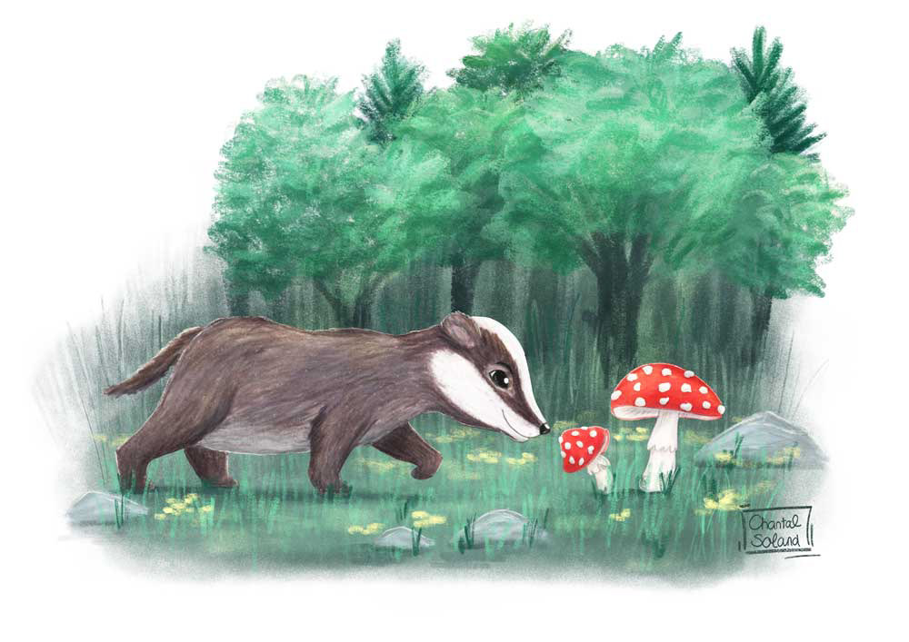 little badger