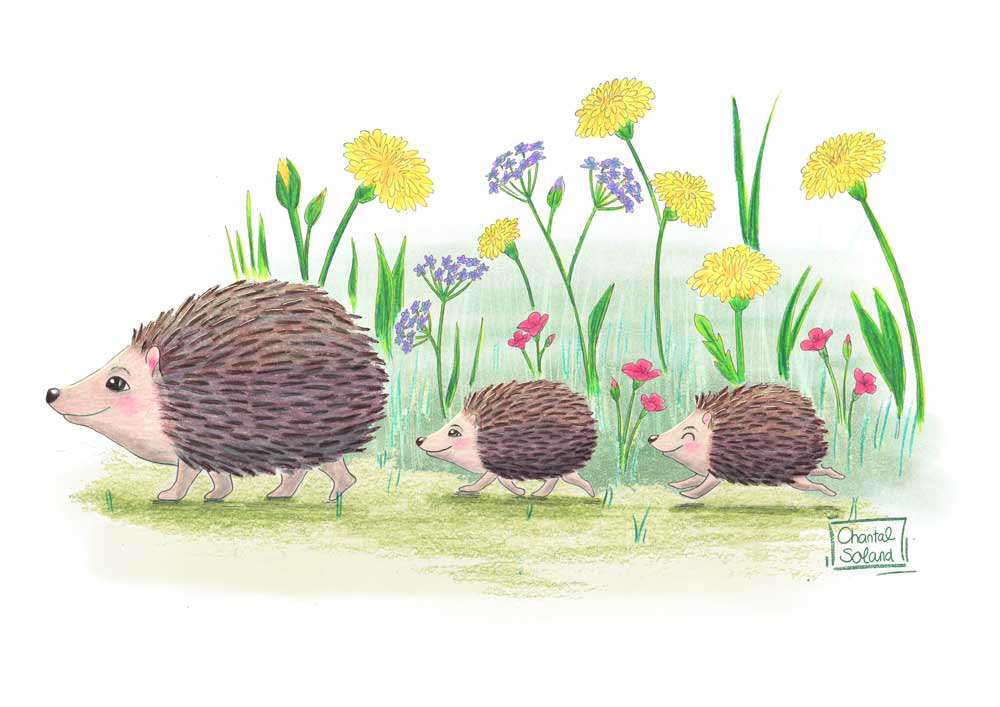 hedgehog family's adventures