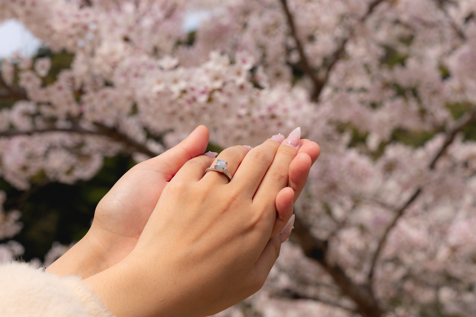 Osaka Surprise Proposal Photoshoot Couple Ring Shot with Cherry Blossoms by Paren Creates