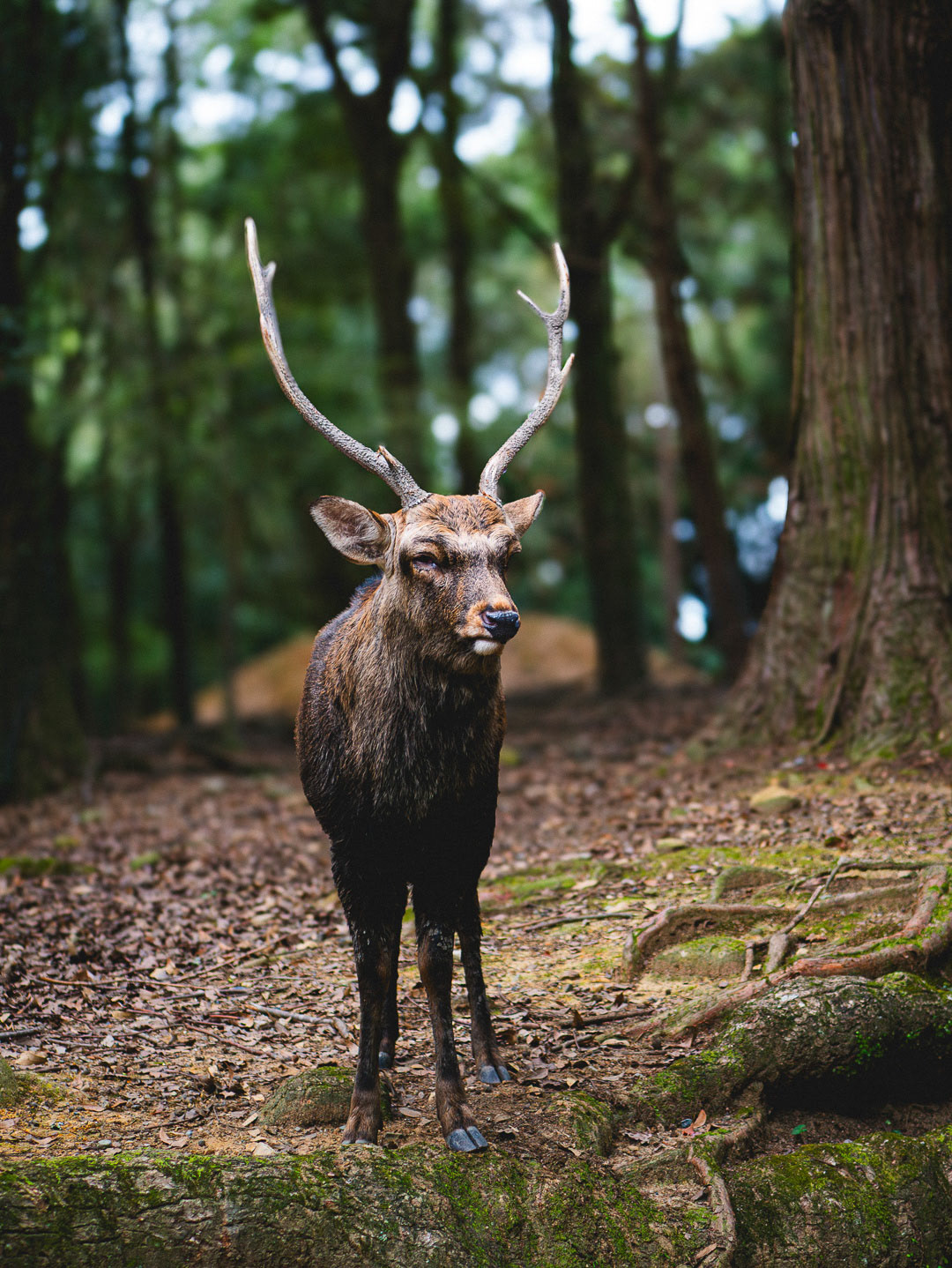 Ethereal shot of a Nara deer for Nara Tour Promotion by Paren Creates