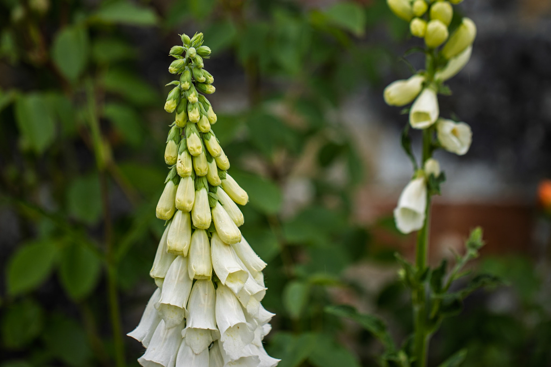 Foxglove at Mottisfont