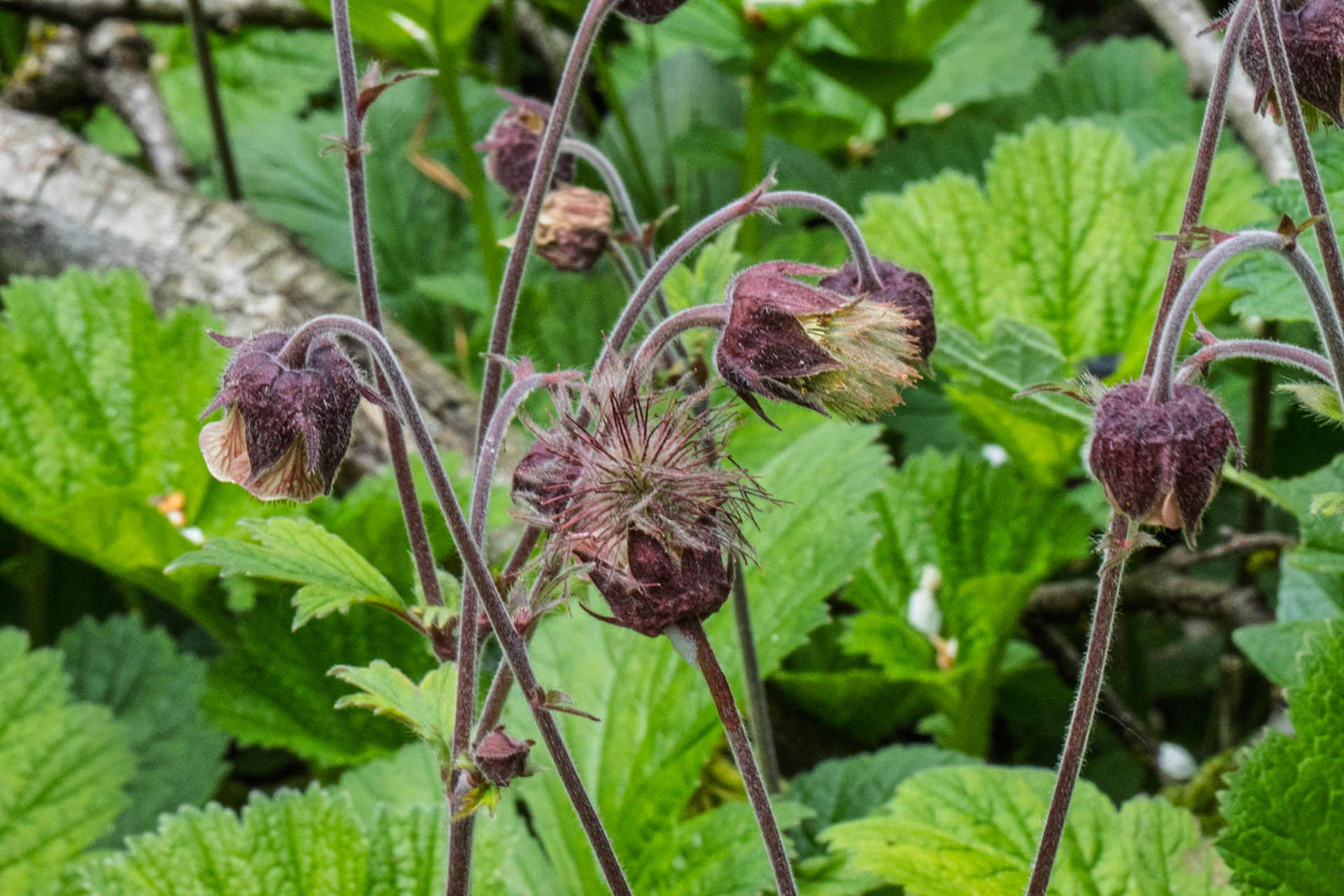 Water Avens at Malham Tarn