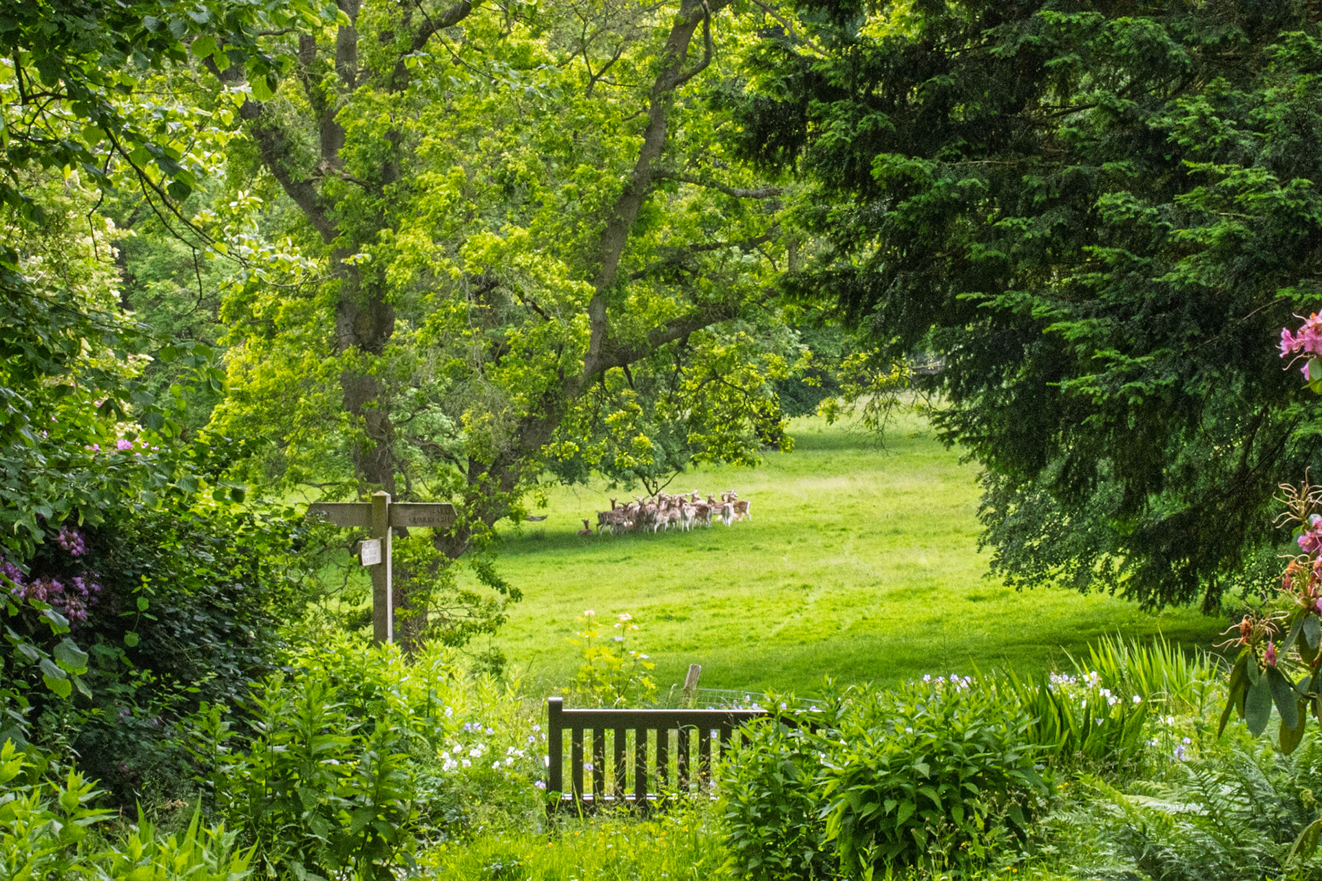 Deer at Swinton Estate