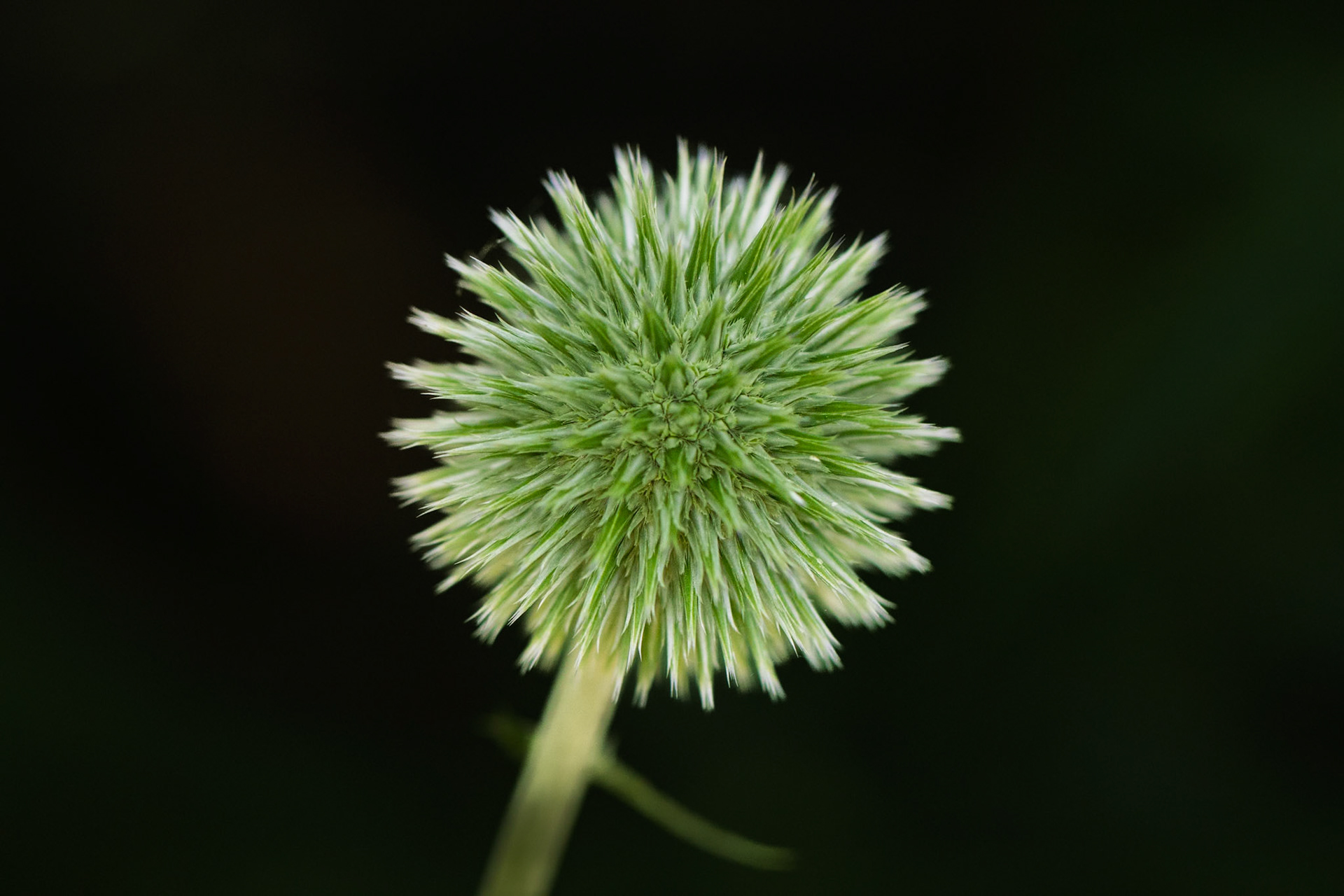 Globe Thistle