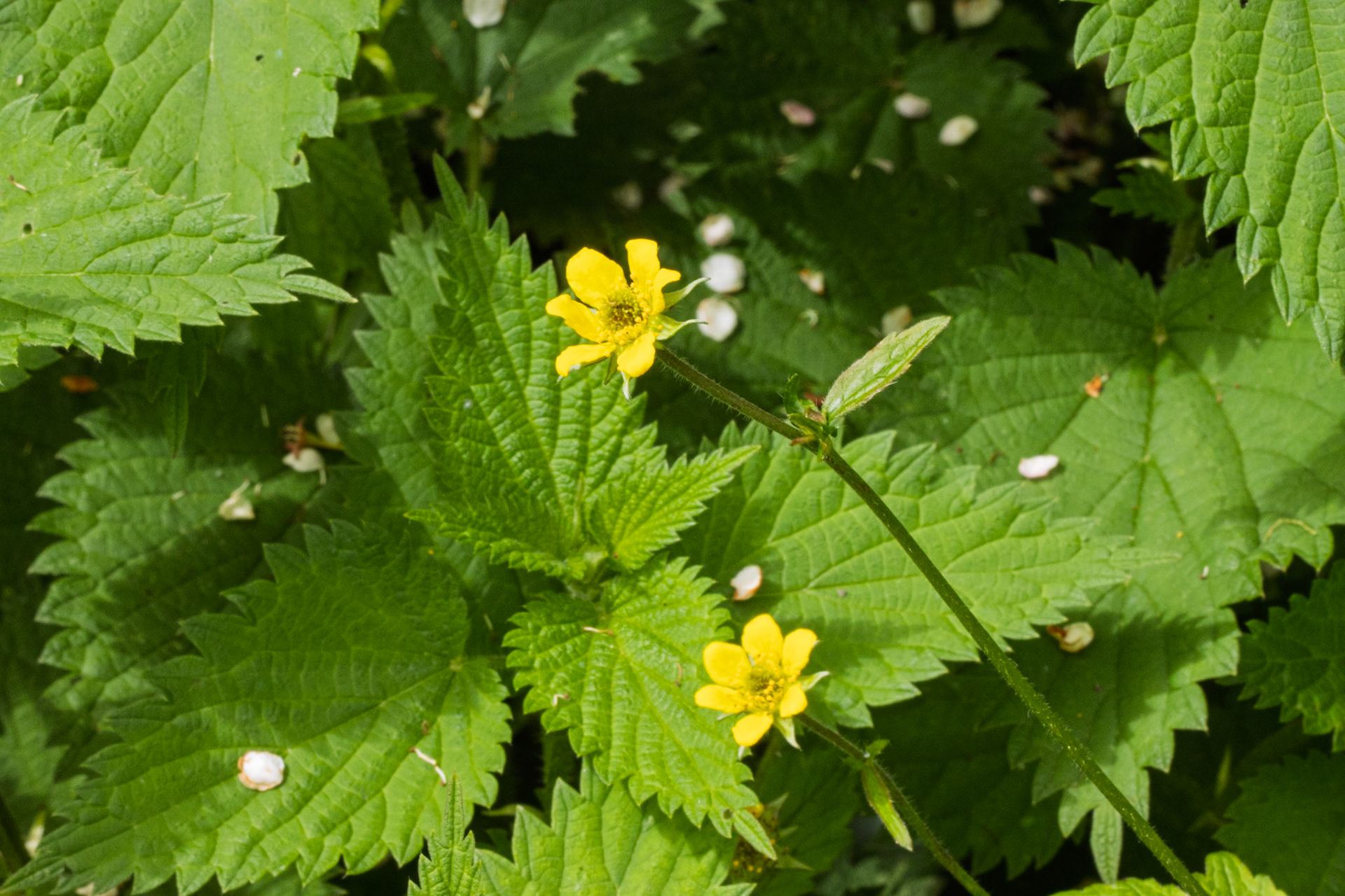 Wood Avens in nettles at Malham Tarn