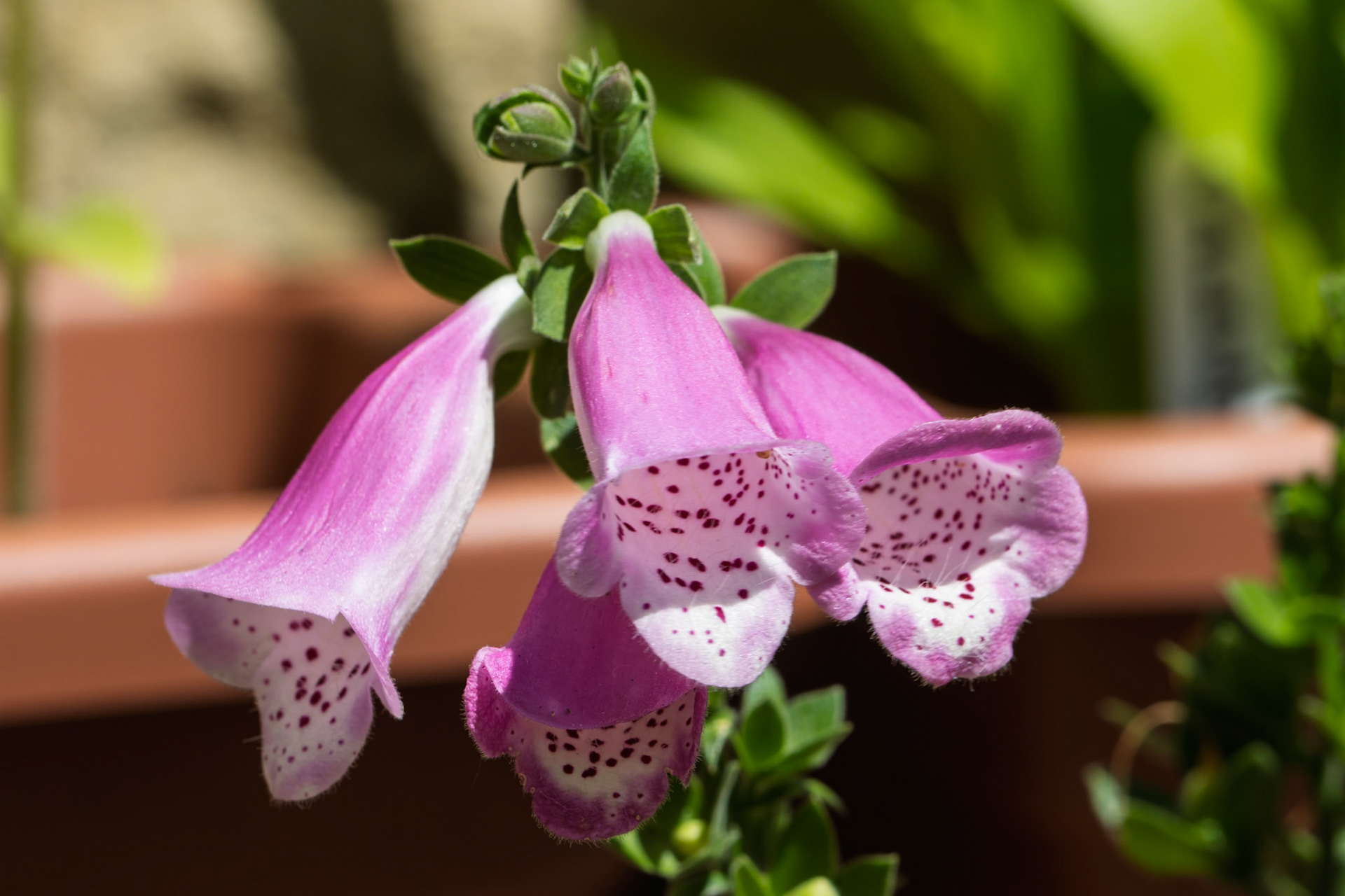 Foxgloves