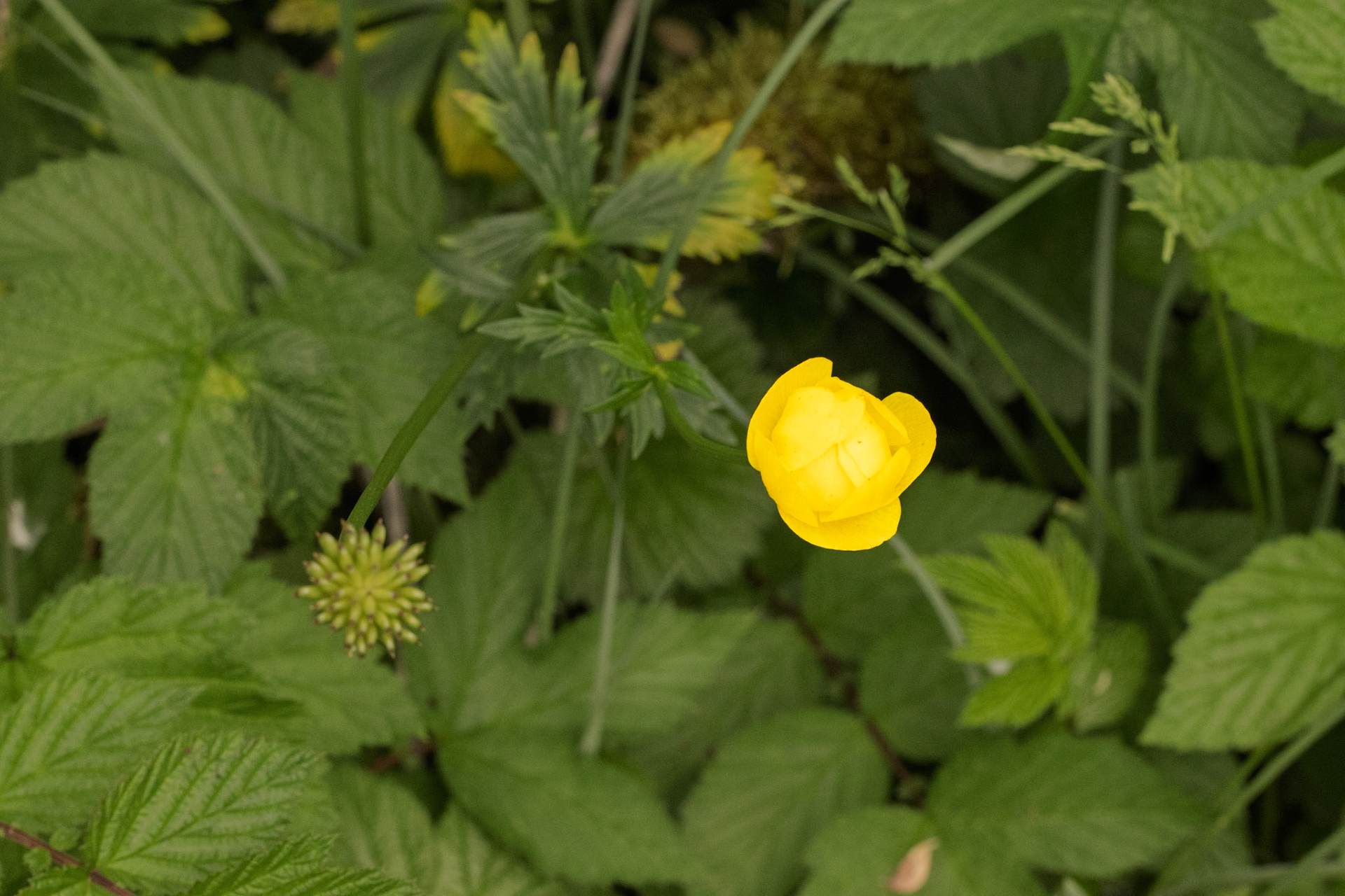Globeflower at Malham Tarn