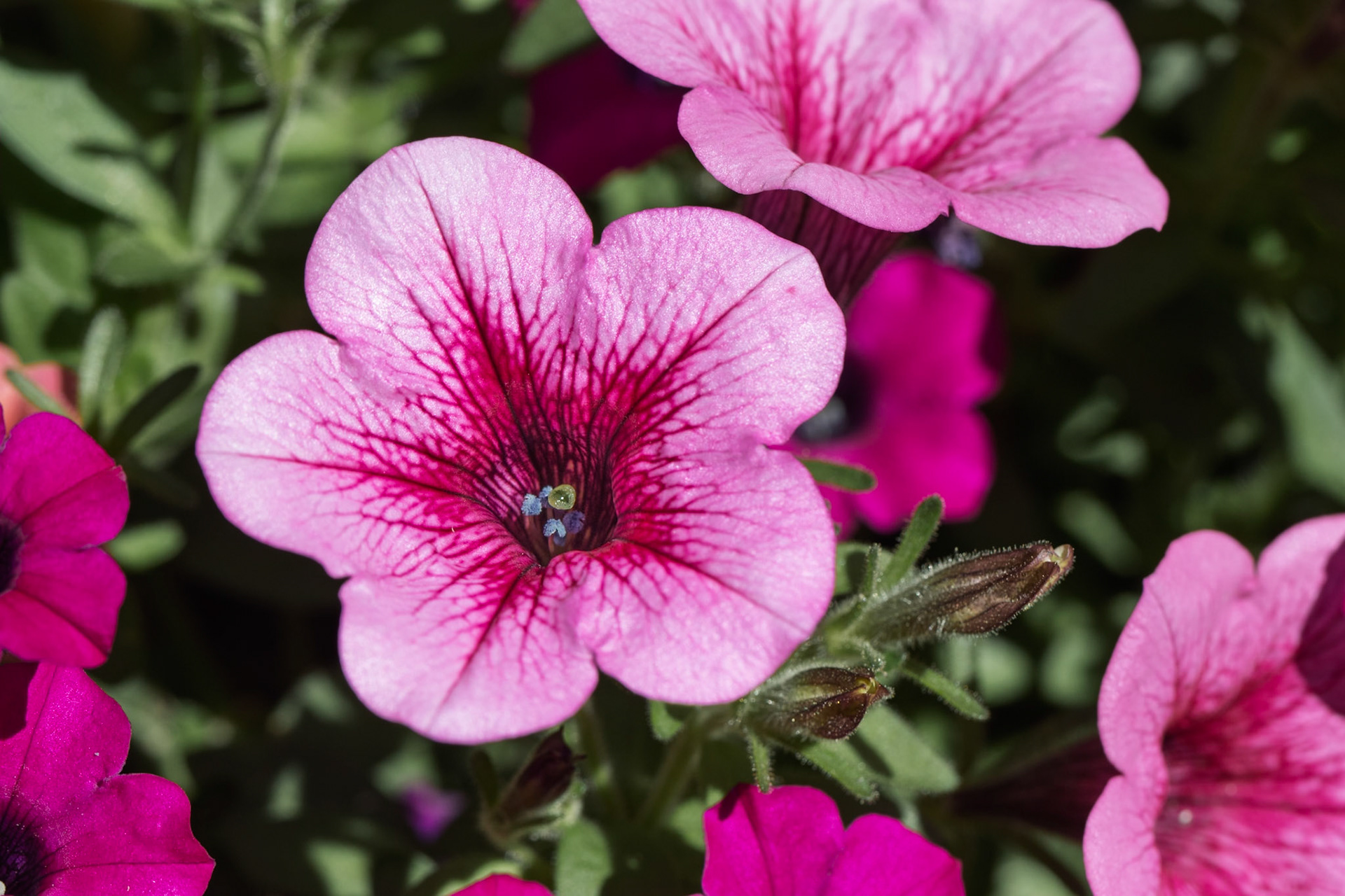 Calibrachoa