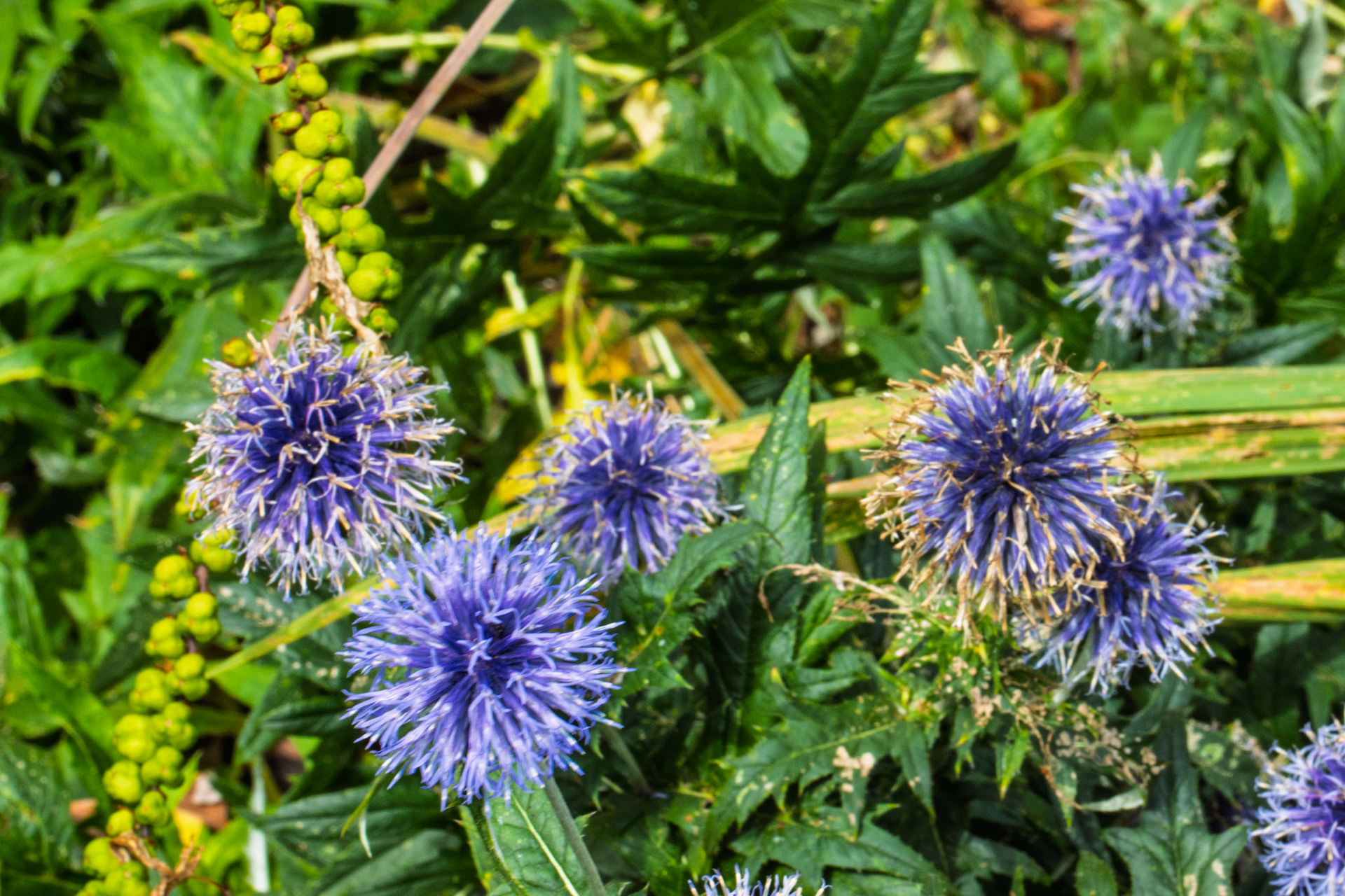 Globe Thistle at East Riddlesden Hall
