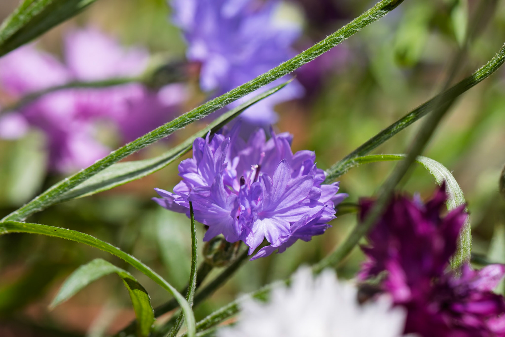 Cornflower