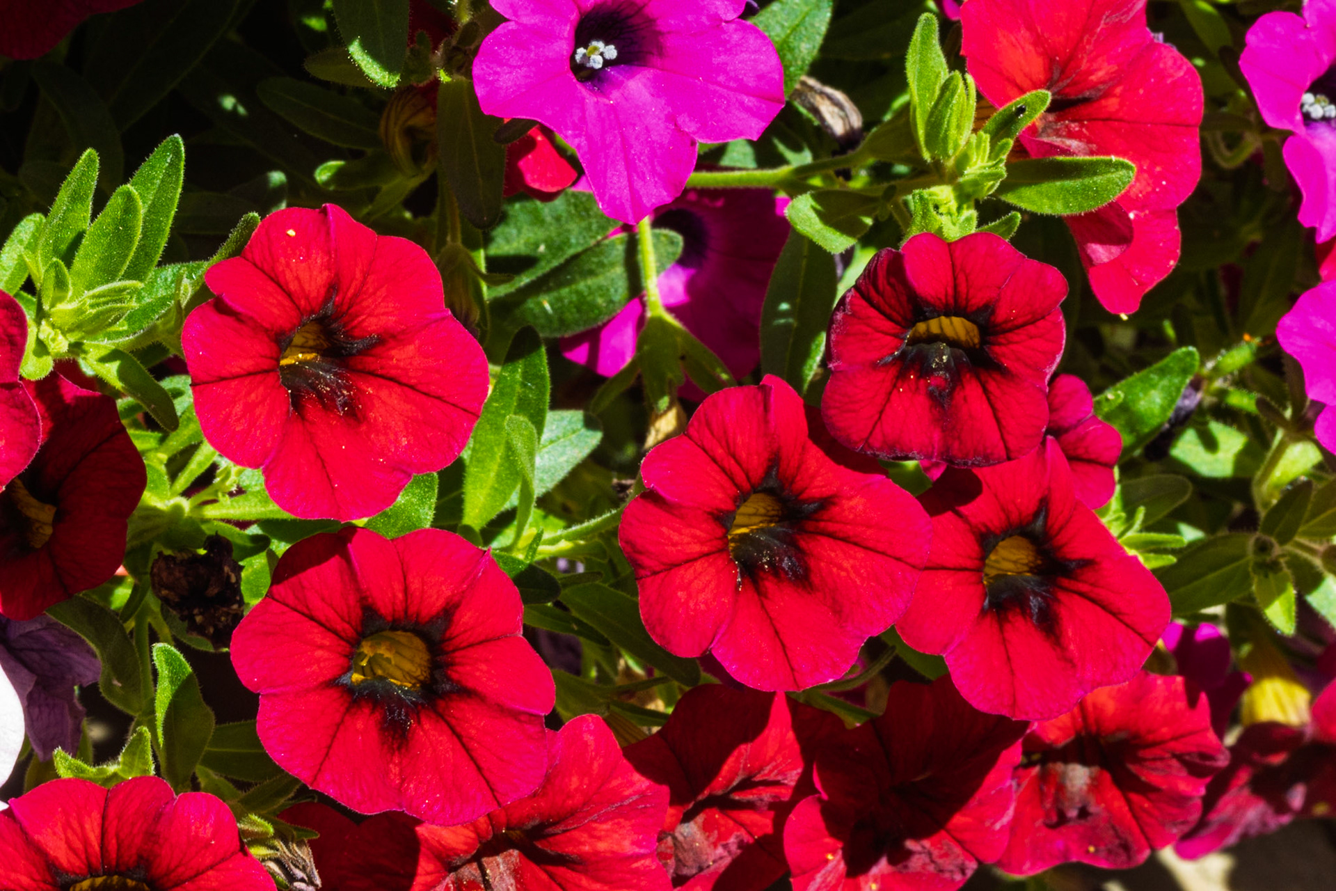 Calibrachoa