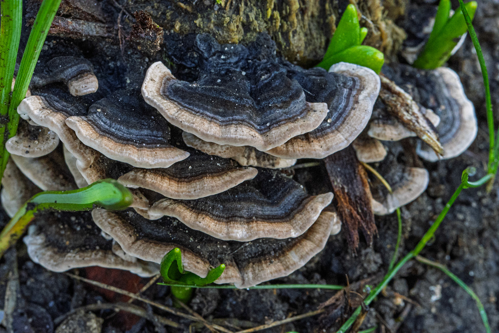 Turkey Tail Fungus