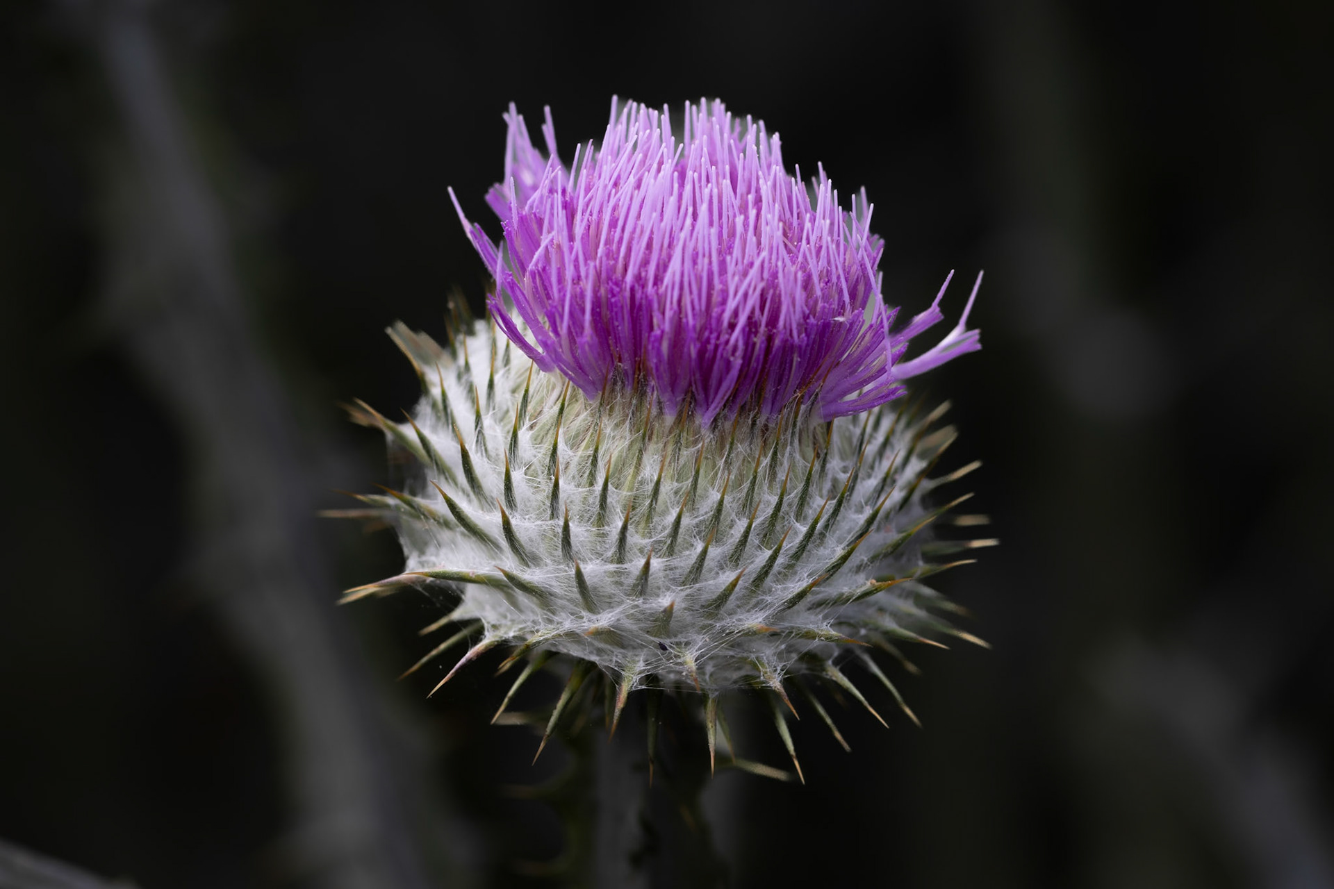 Scotch Thistle
