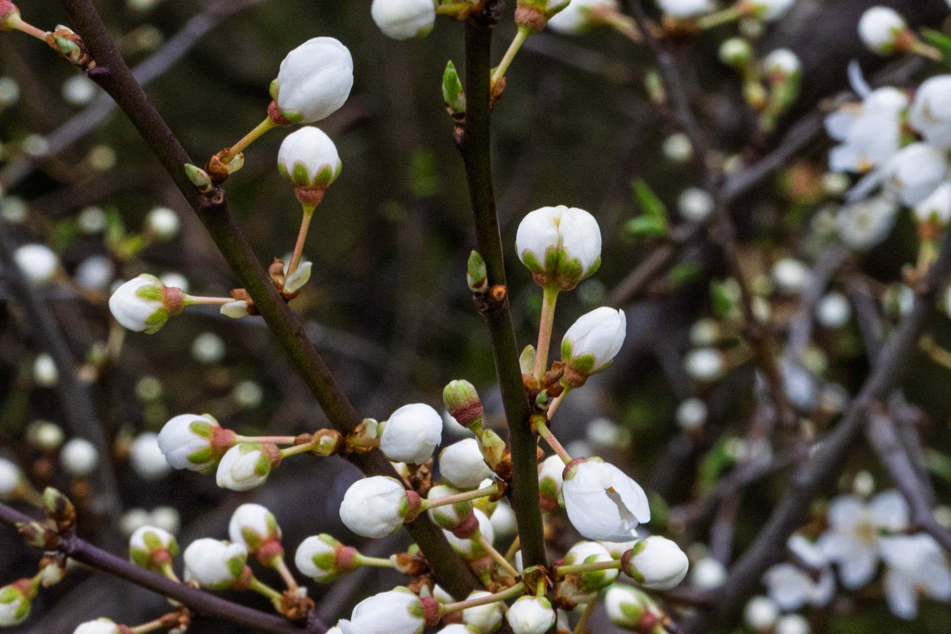 Cherry Plum