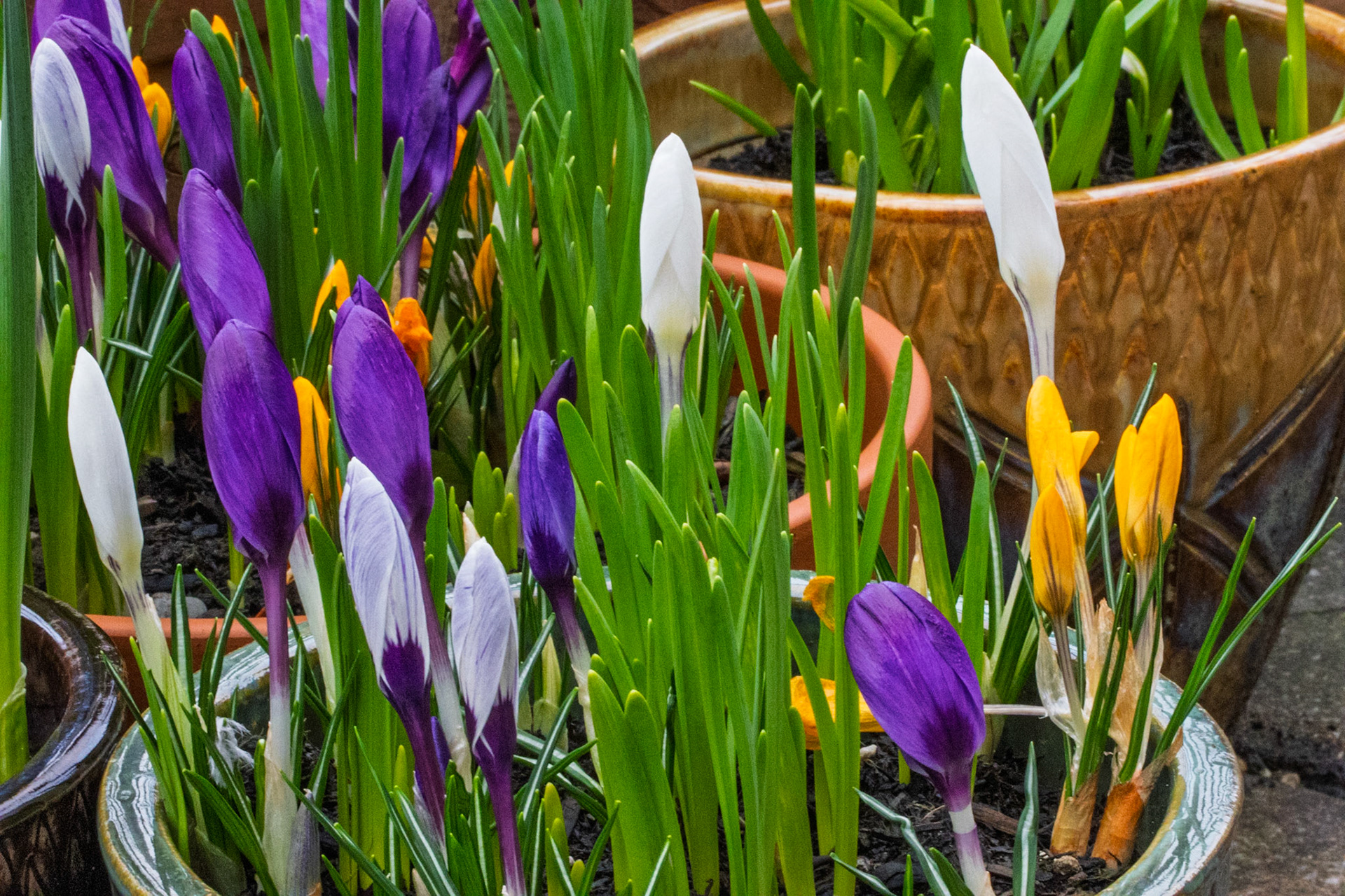 Crocuses