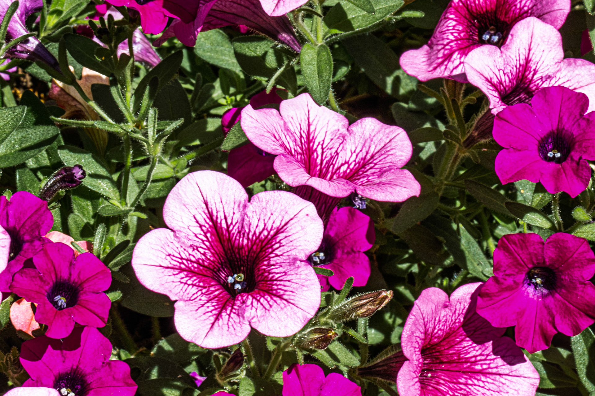 Calibrachoa