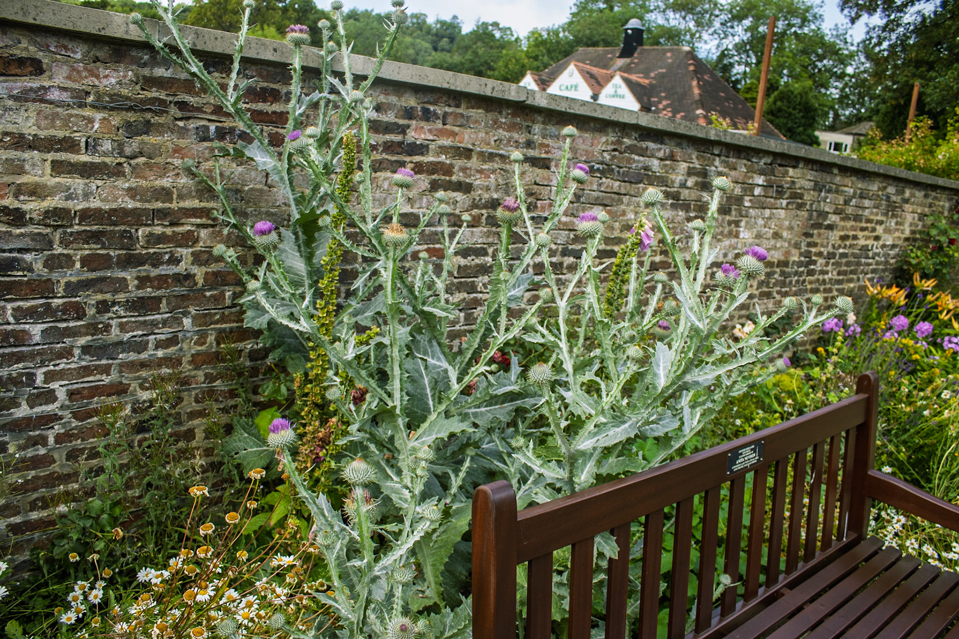Scotch Thistle