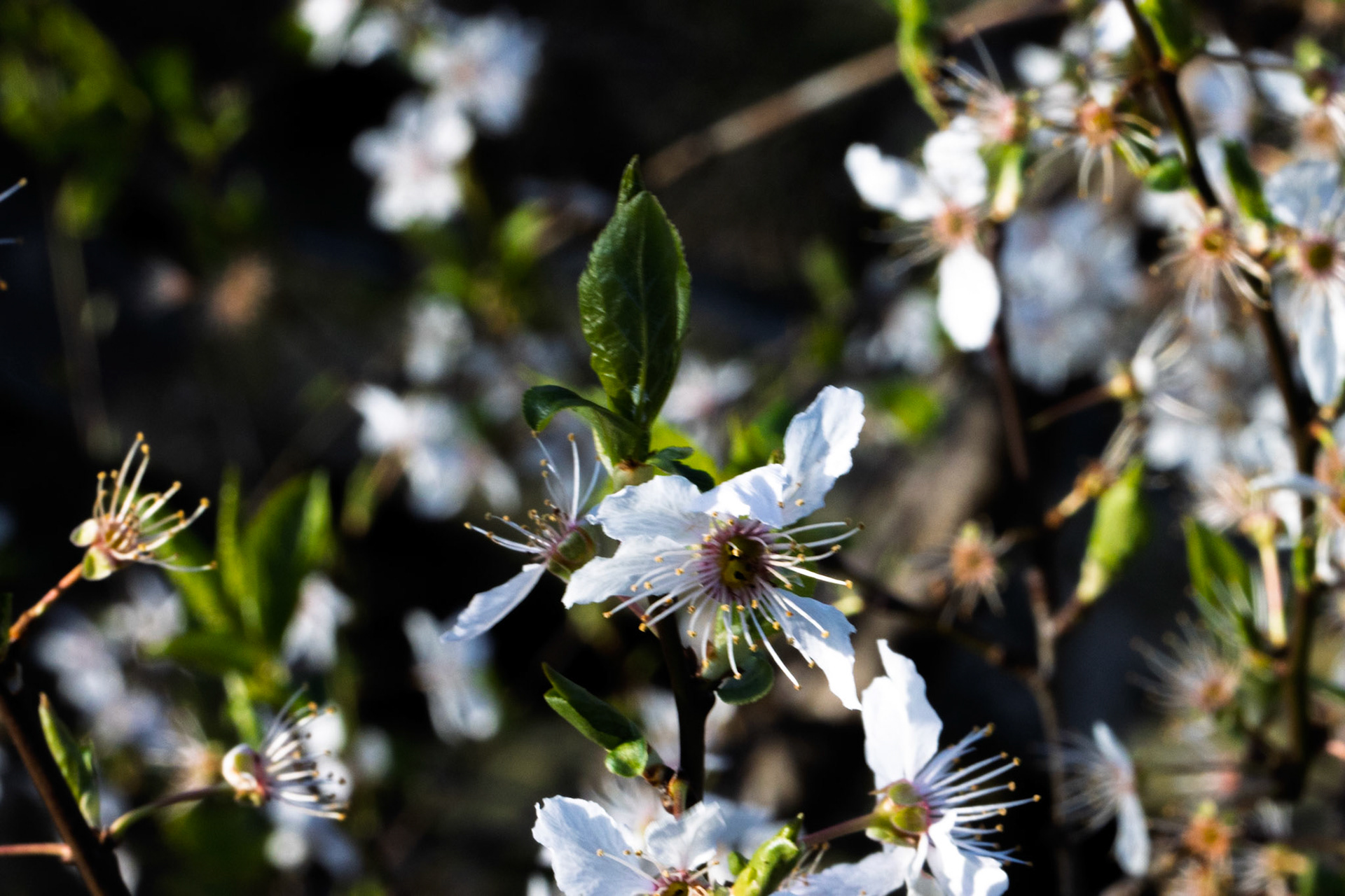 Cherry Plum