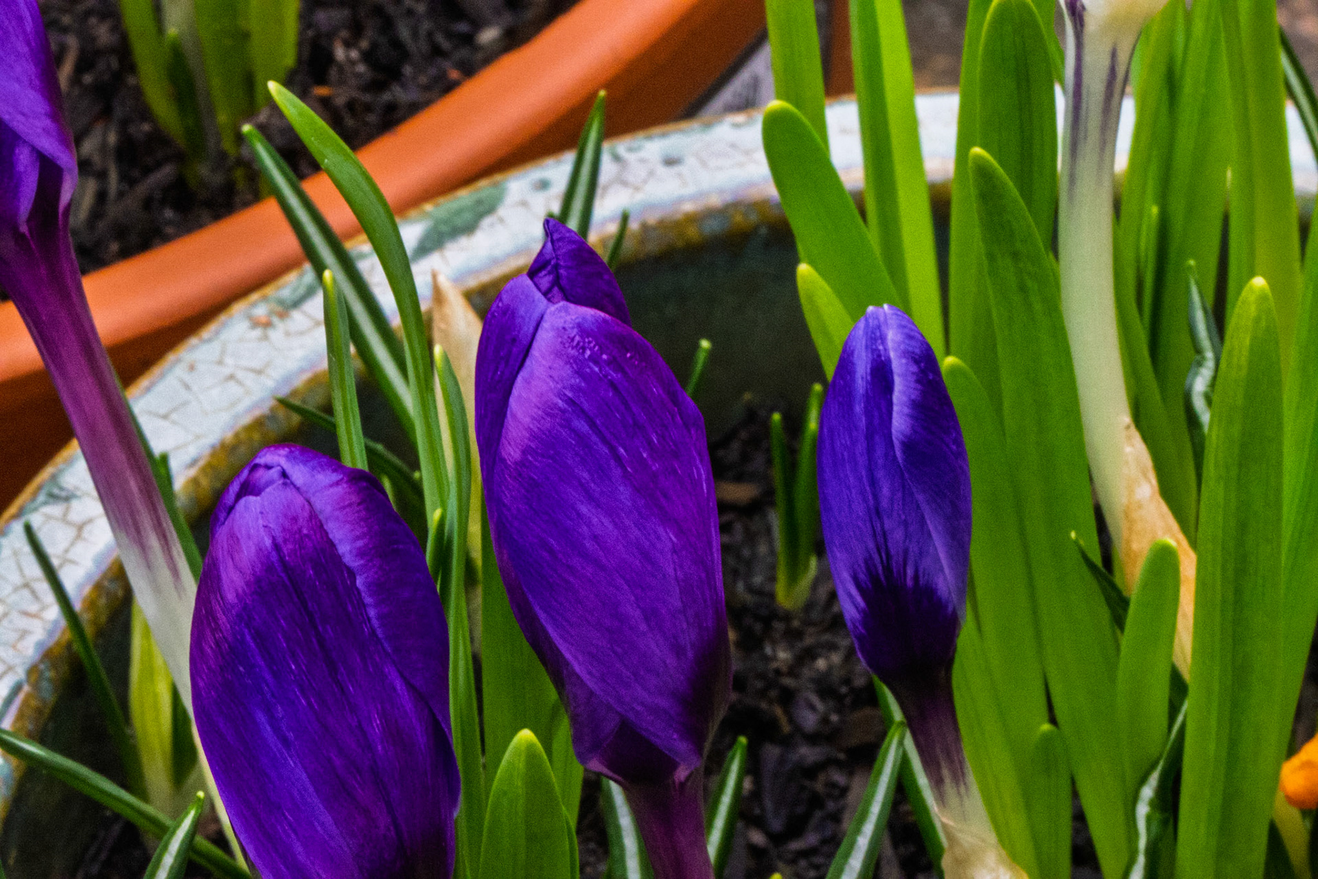 Crocuses