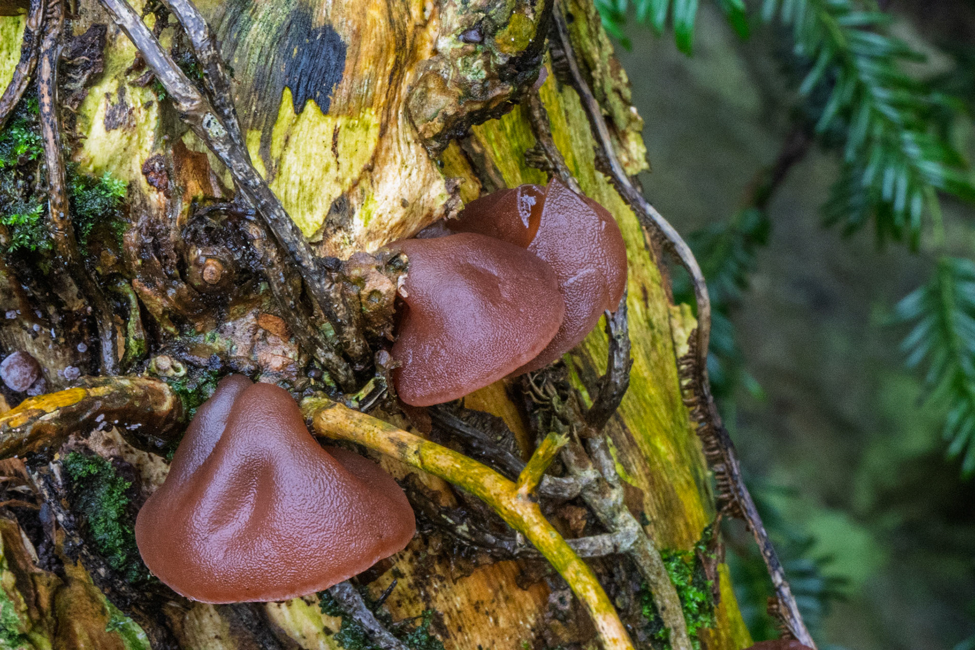 Jelly Ear