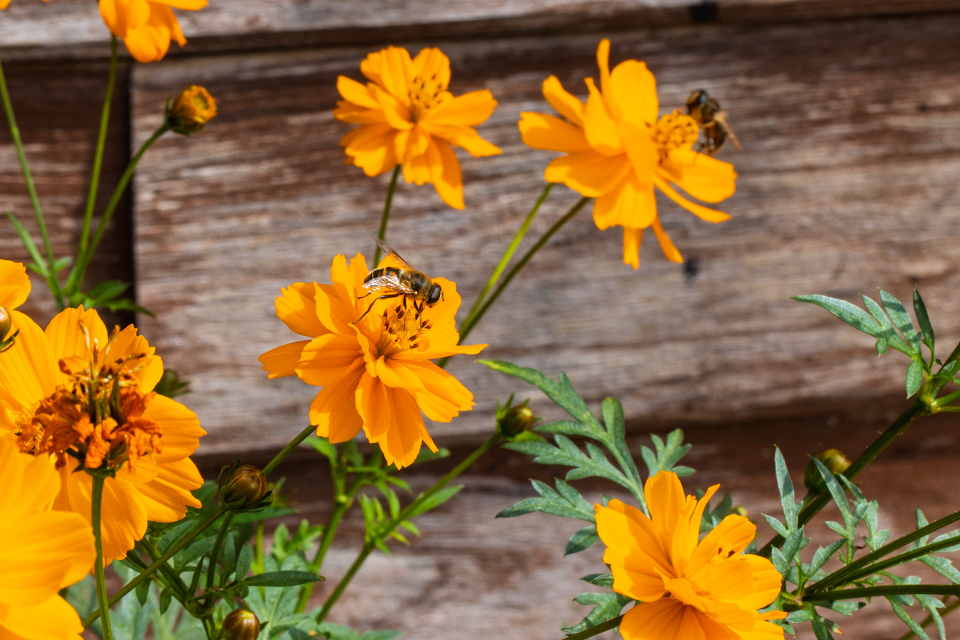 Honey bees on Sulphur cosmos at East Riddlestone Hall
