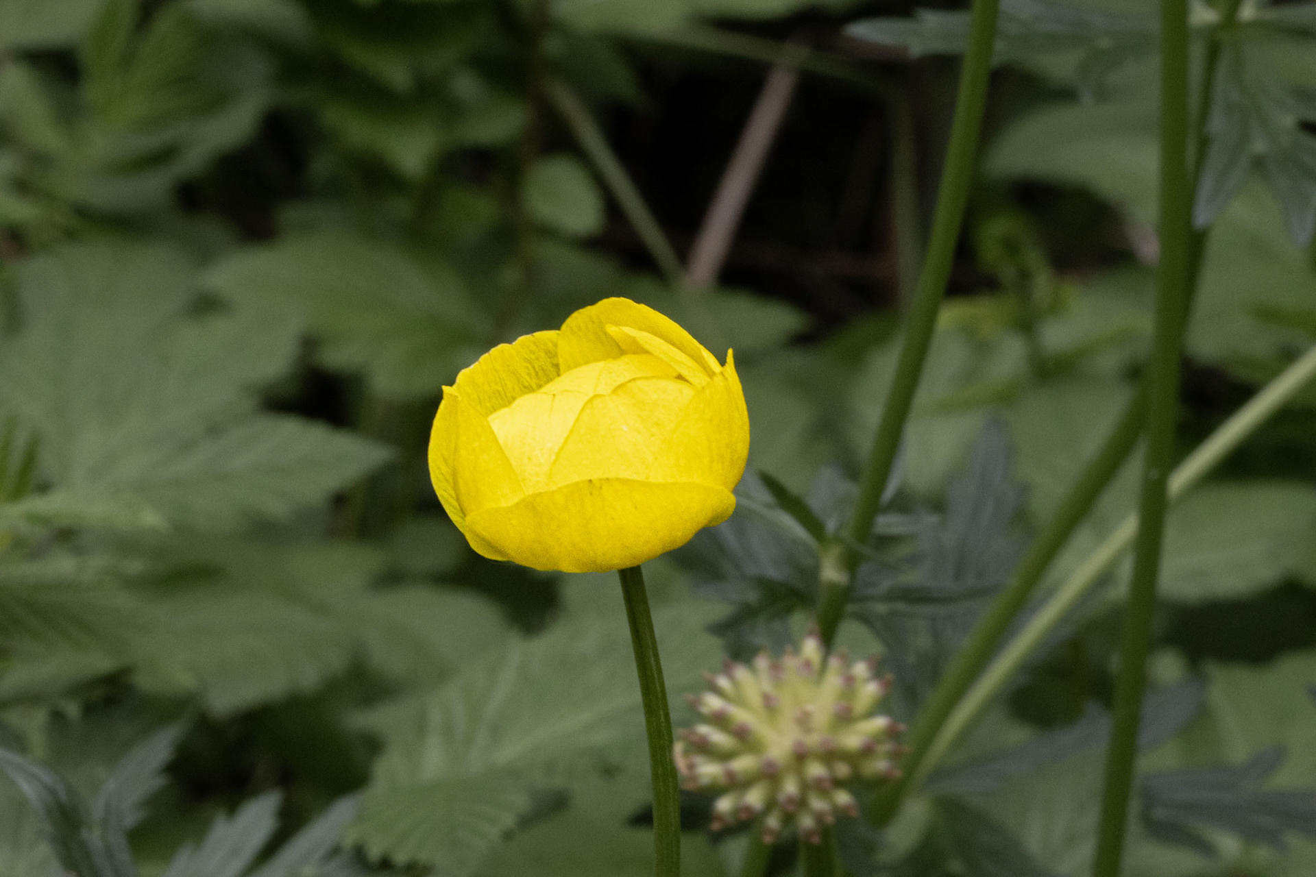 Globeflower at Malham Tarn