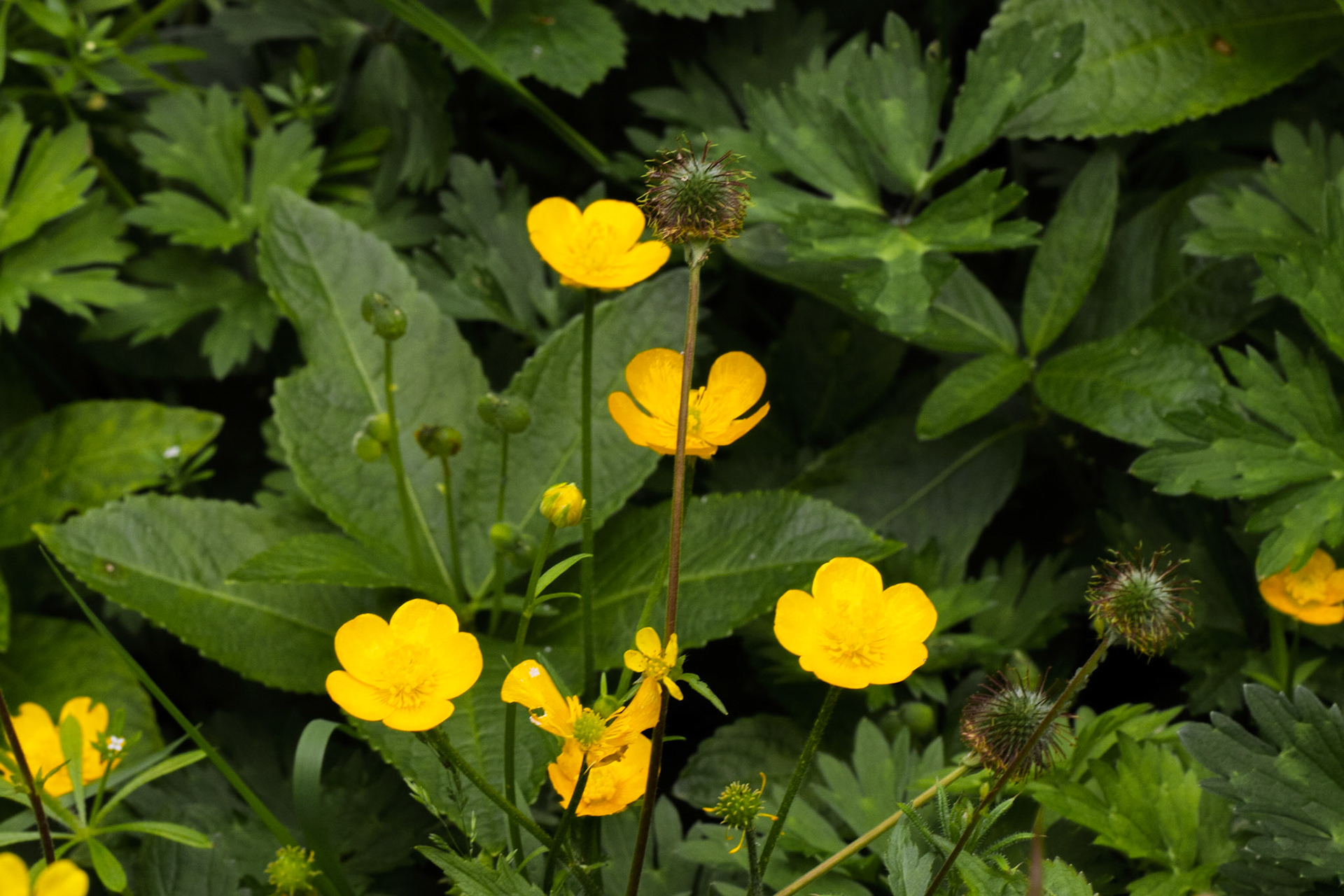 Meadow Buttercup - Swinton Estate