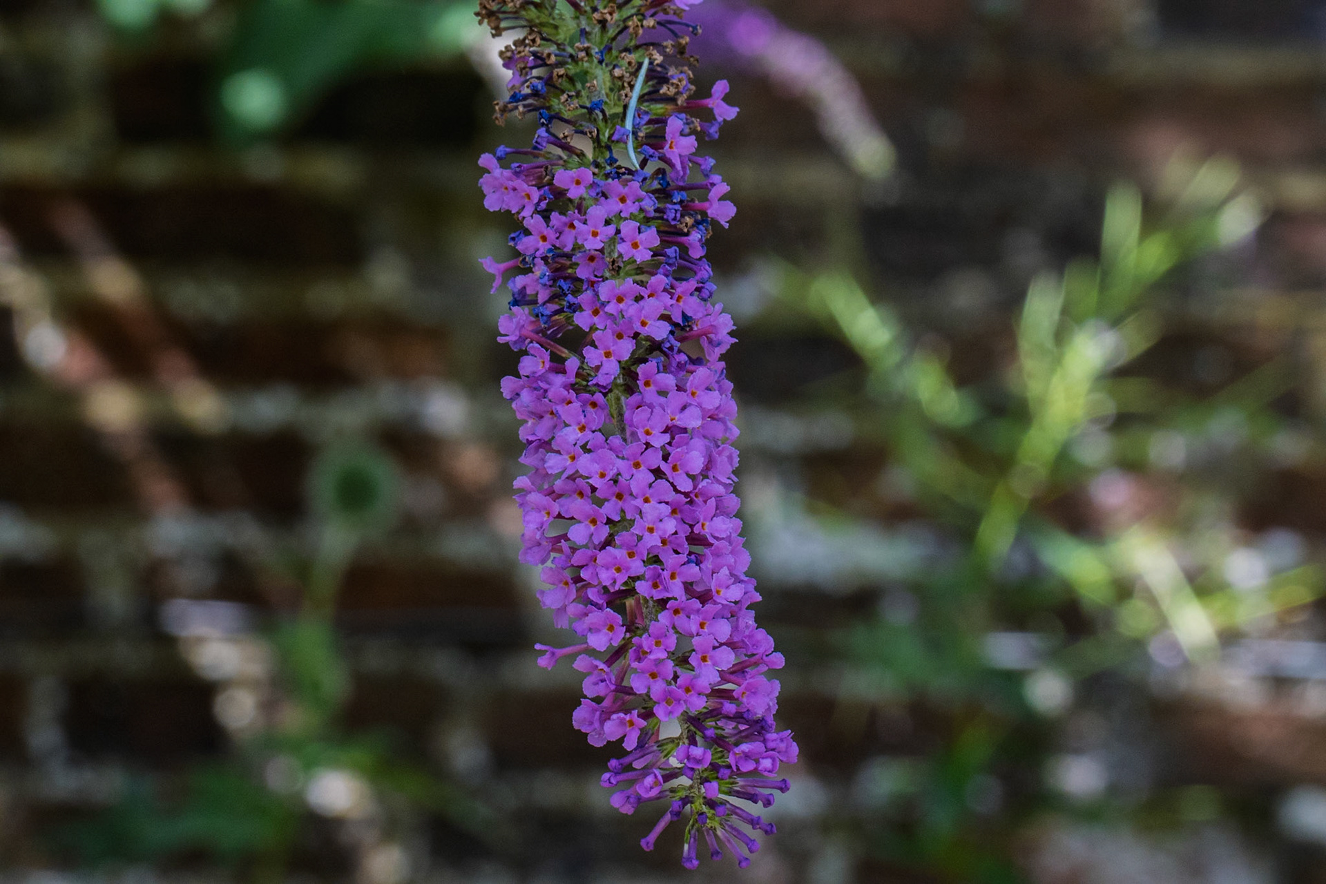 Butterfly Bush