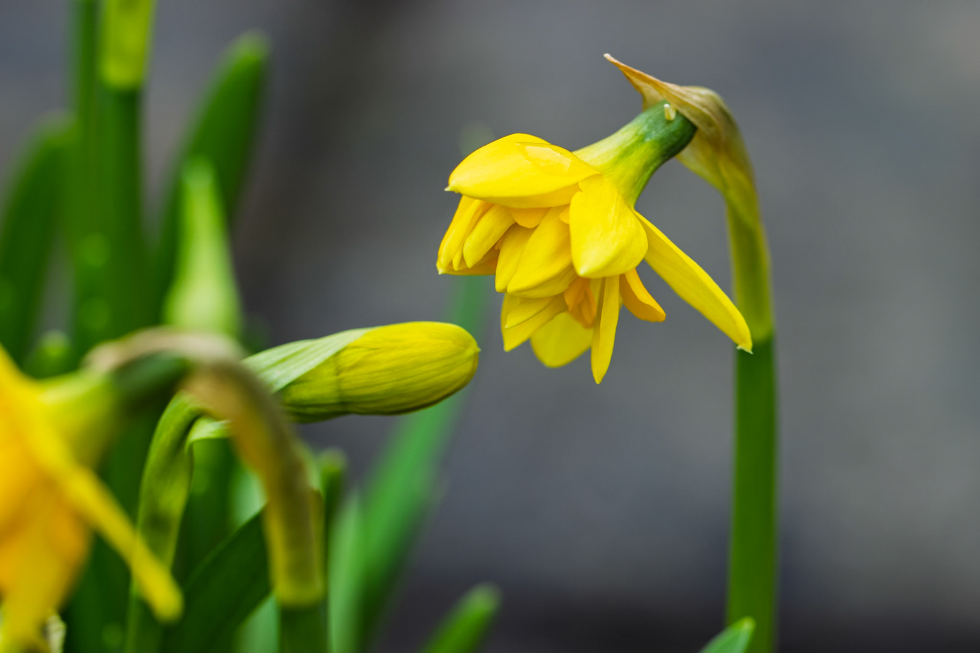 Daffodil