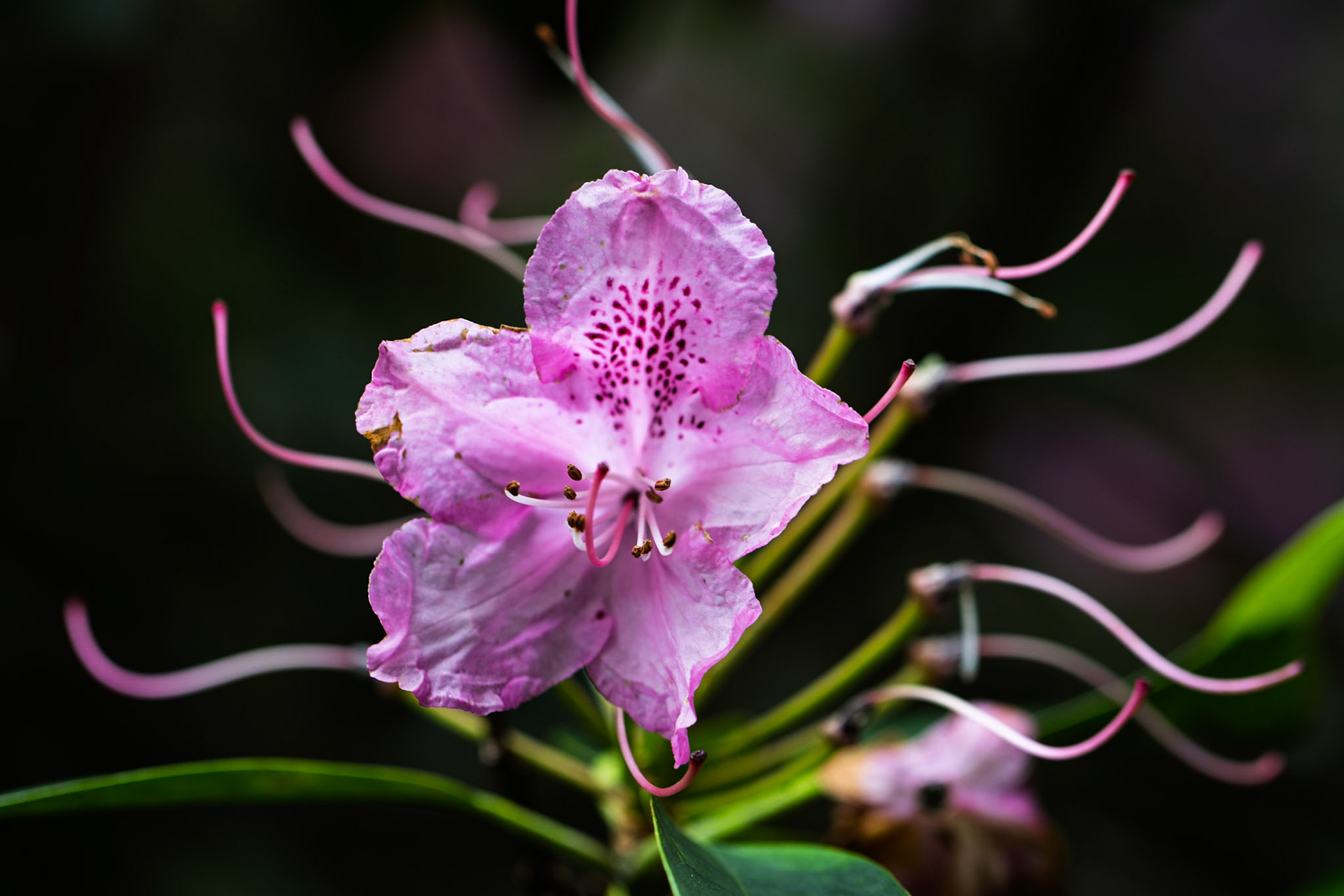 Rhododendron at Swinton Estate