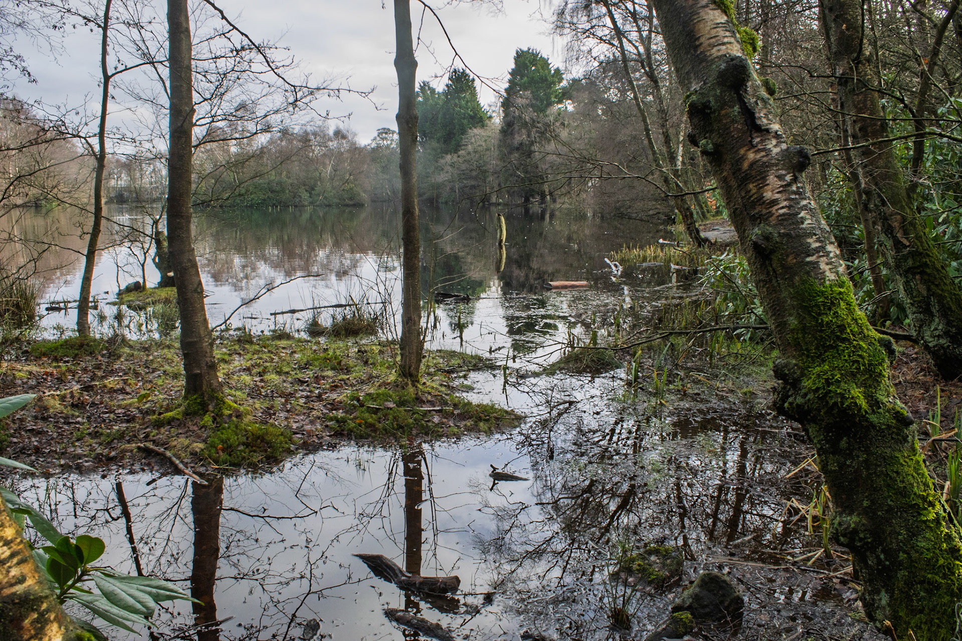 Coppice Pond
