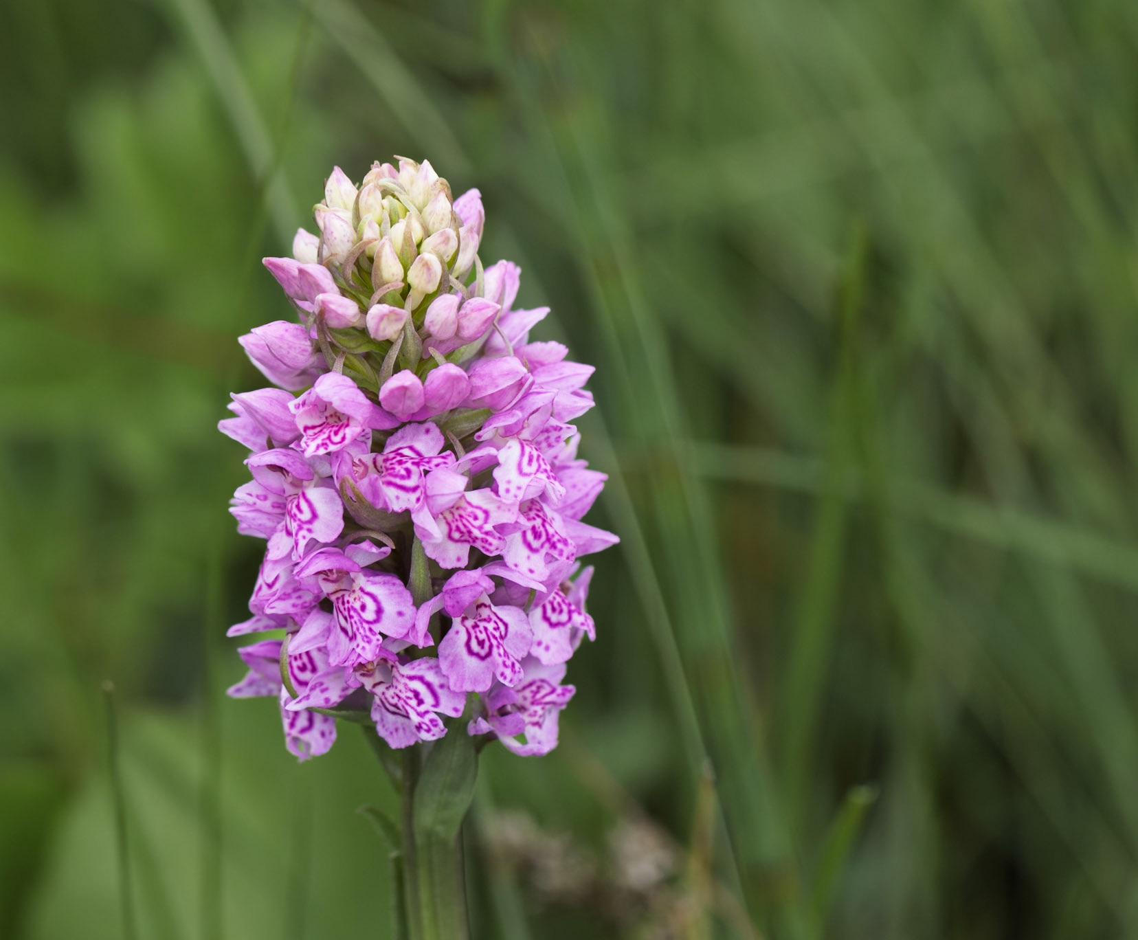 Marsh Orchid at Malham Tarn