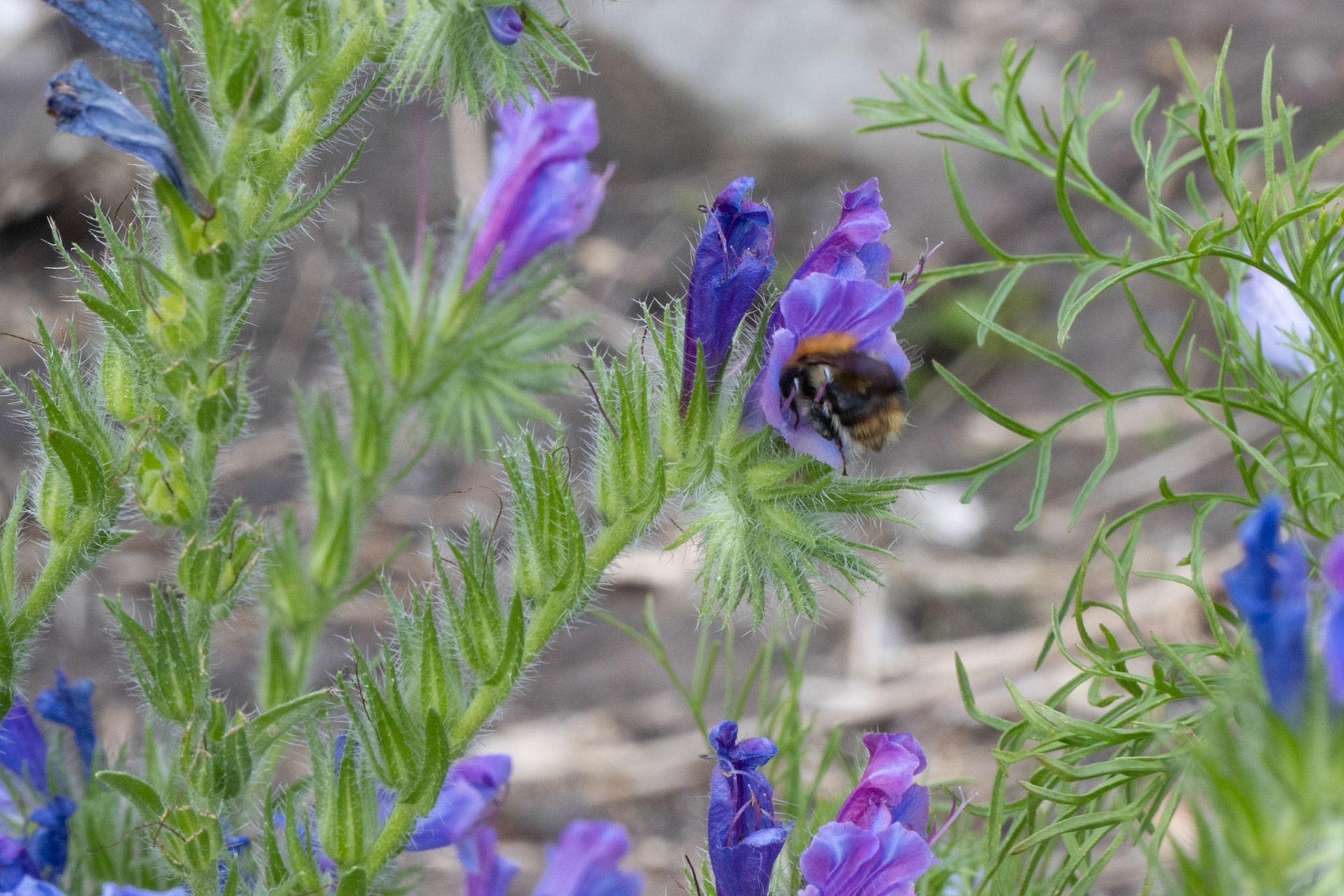 Bumble Bee on Vipers Buglos