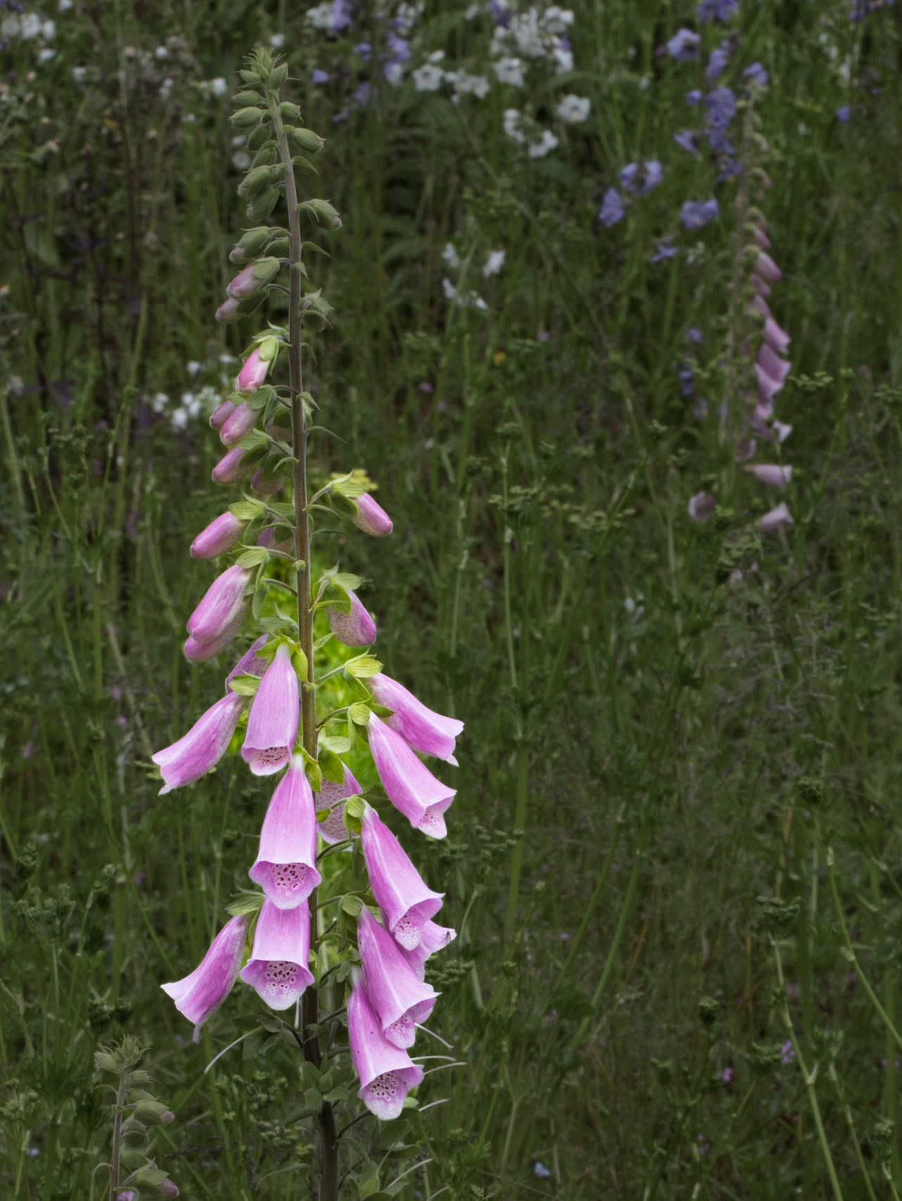 Foxglove at Swinton Estate