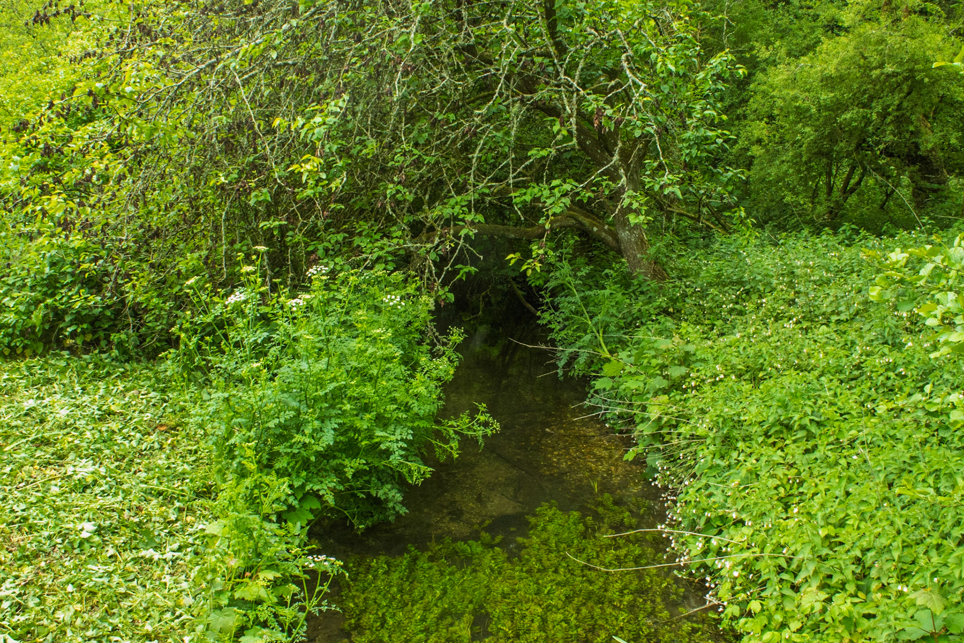 Mottisfont