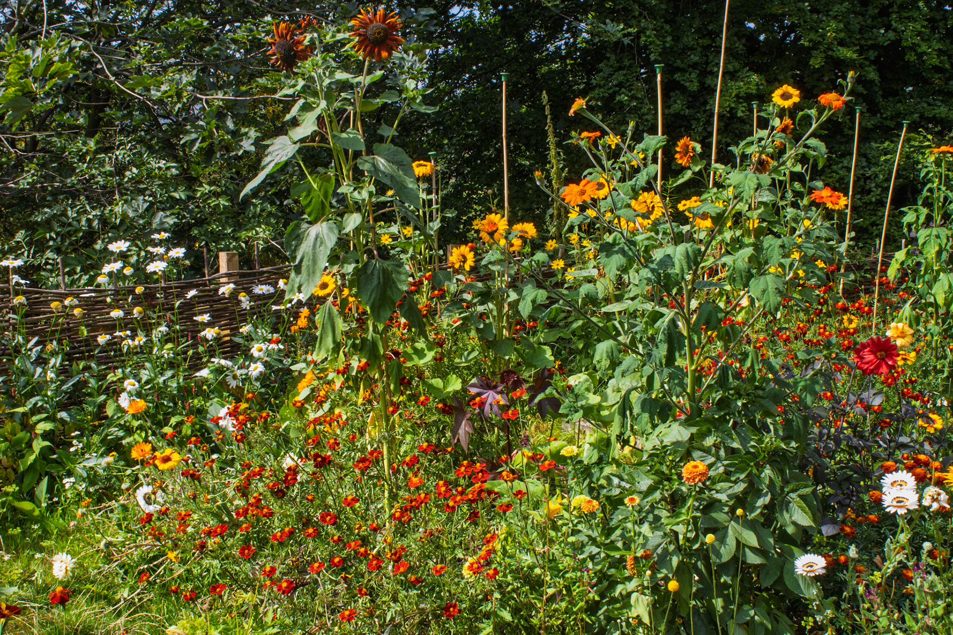 Mollie’s Garden East Riddlesden Hall