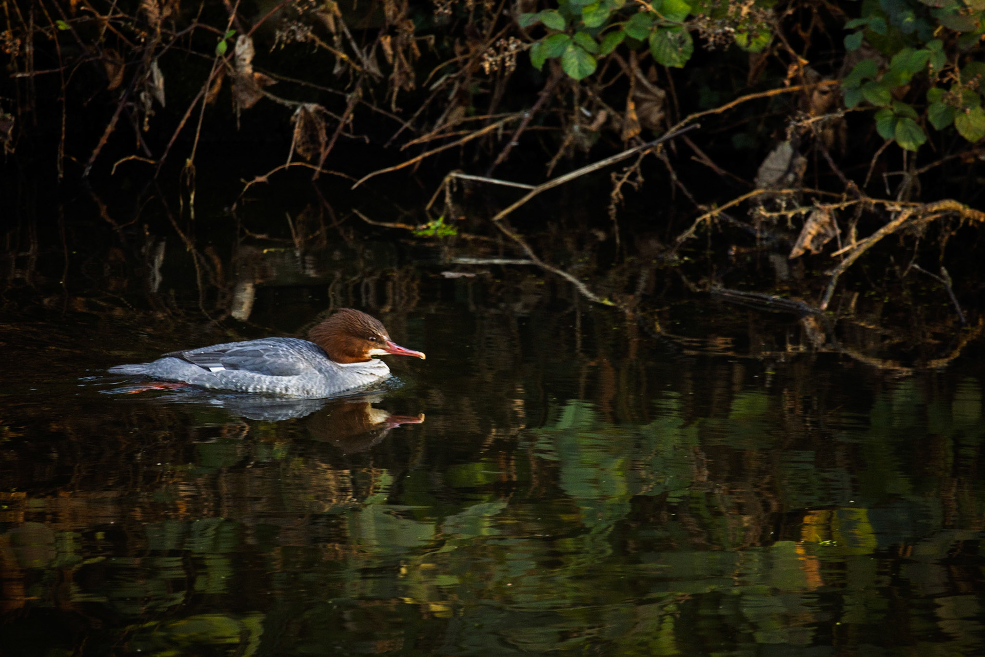 Goosander