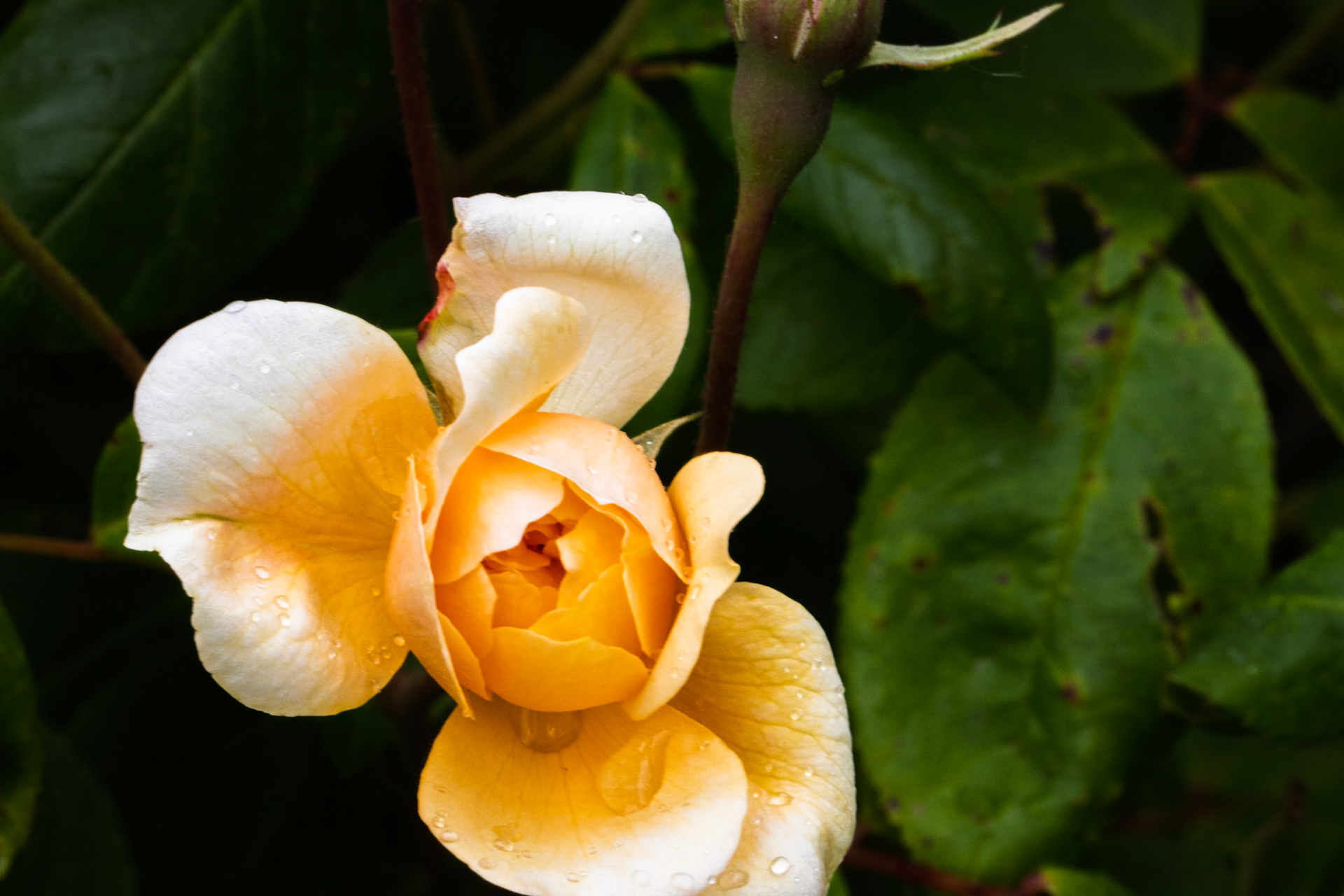 Rose at Mottisfont