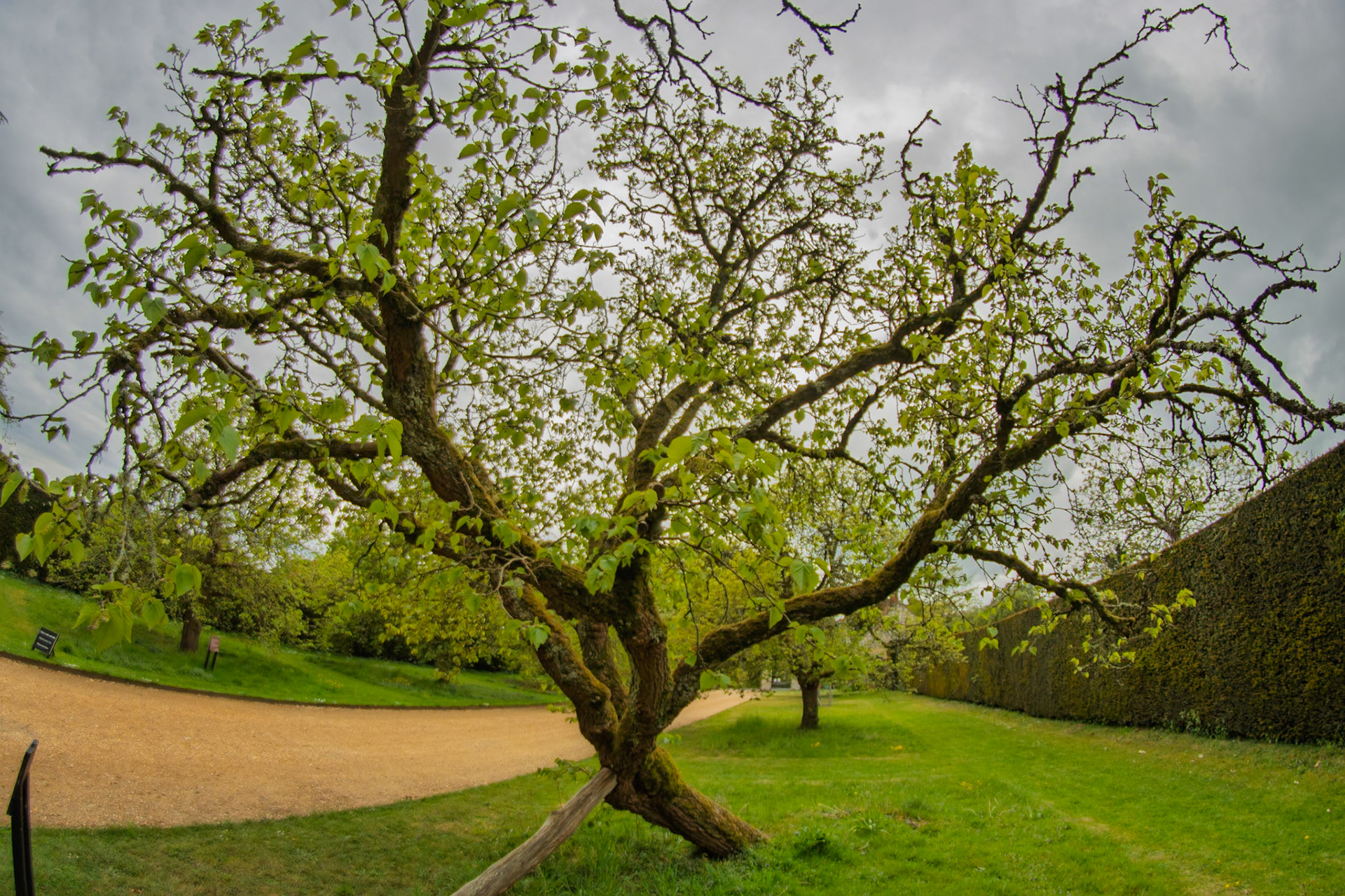 Mulberry Bush at Mottisfont