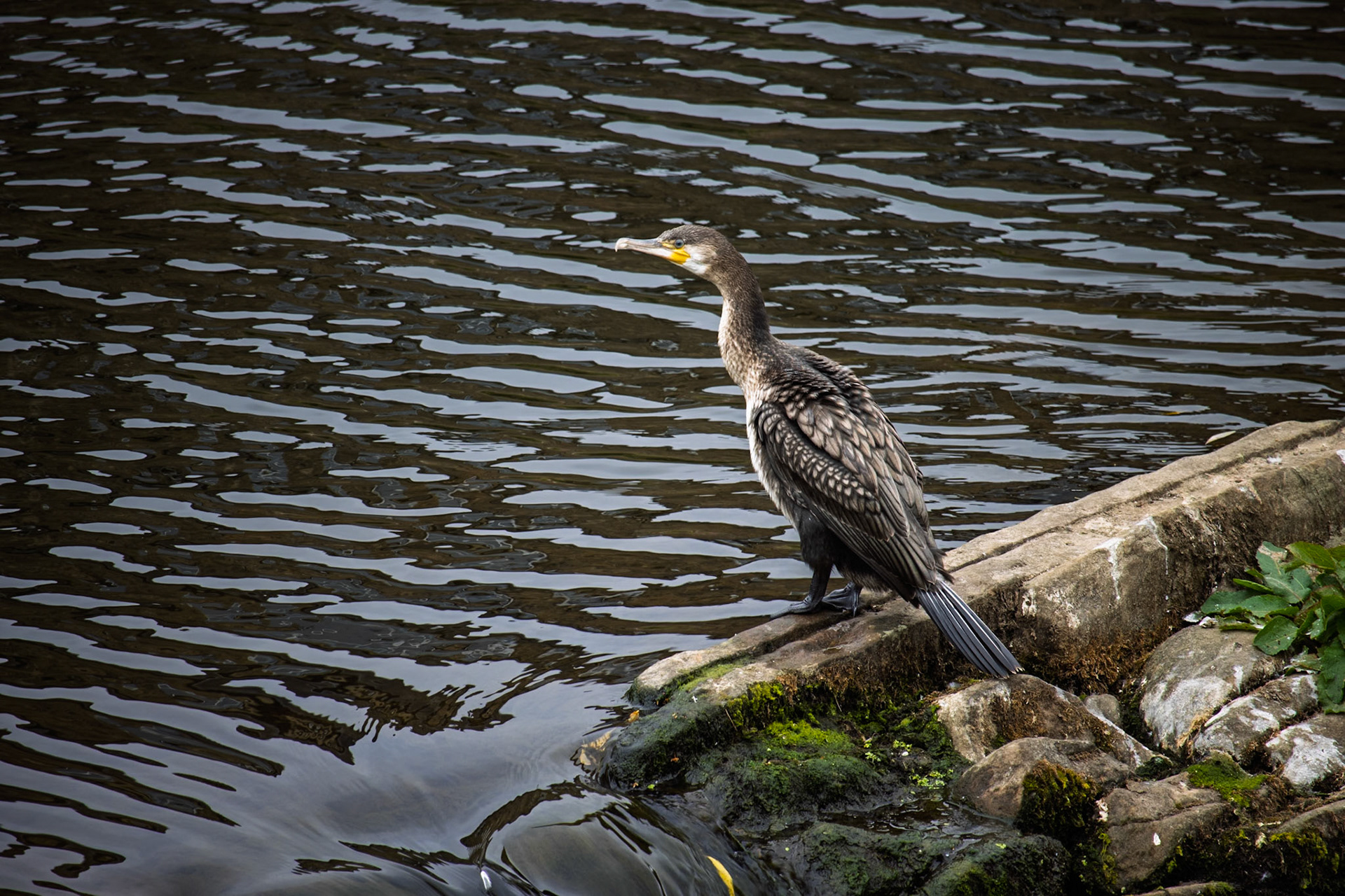 Great Cormoront